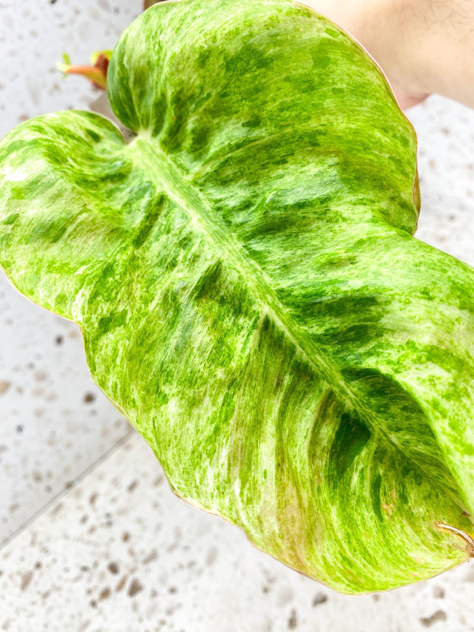 Philodendron Moonlight Variegated 2 leaves with baby leaves and sprouts