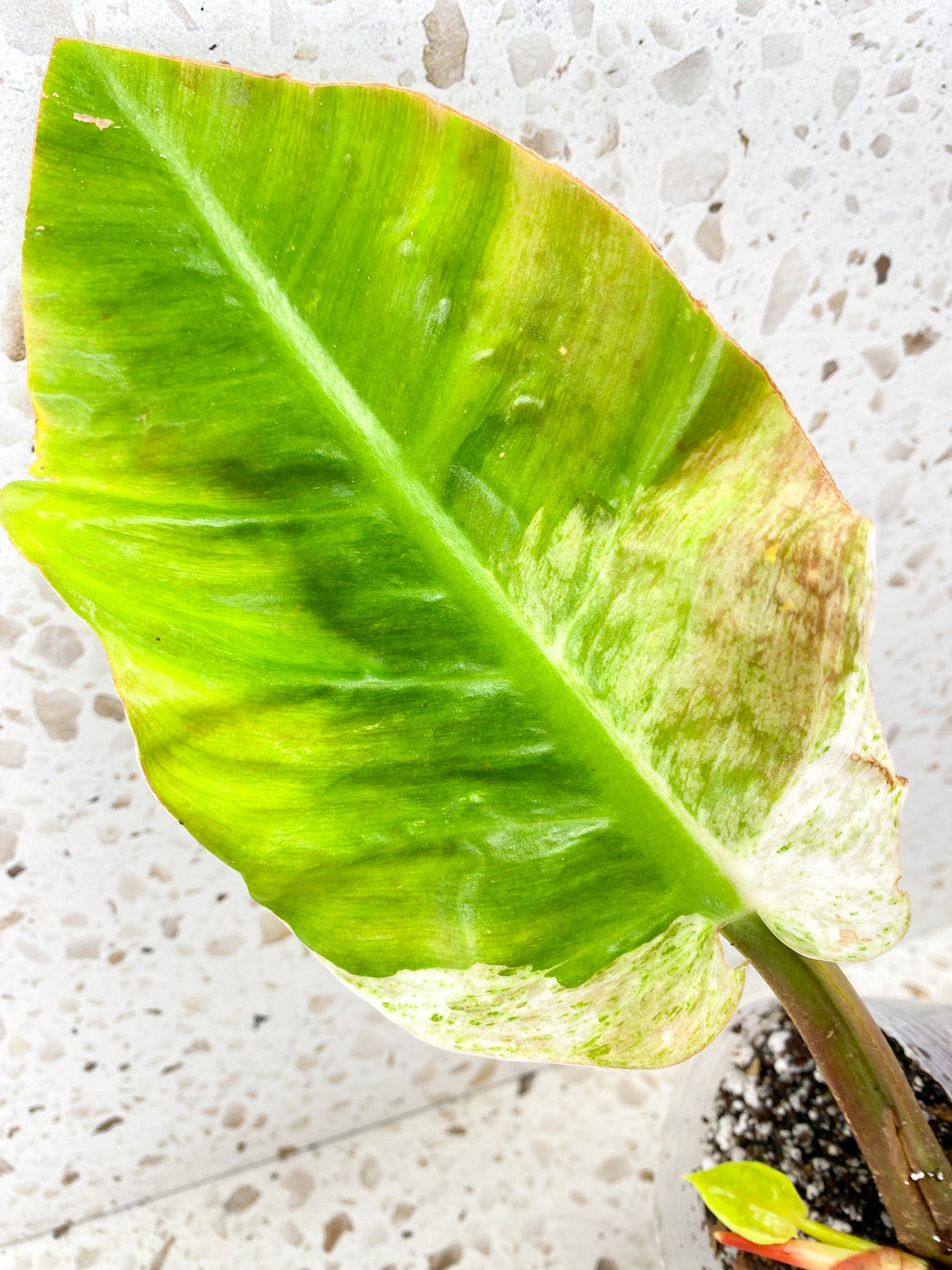 Philodendron Moonlight Variegated 2 leaves with baby leaves and sprouts