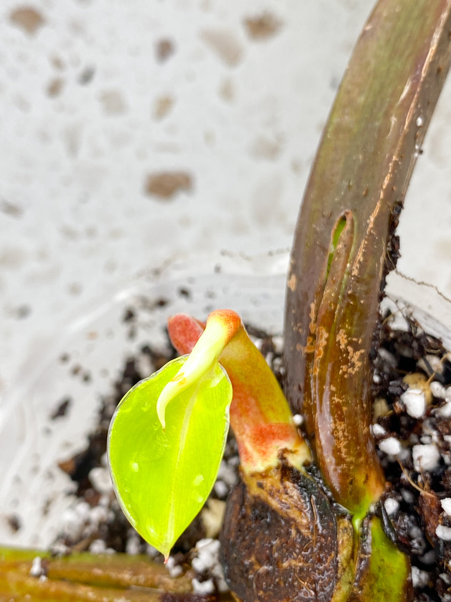 Philodendron Moonlight Variegated 2 leaves with baby leaves and sprouts