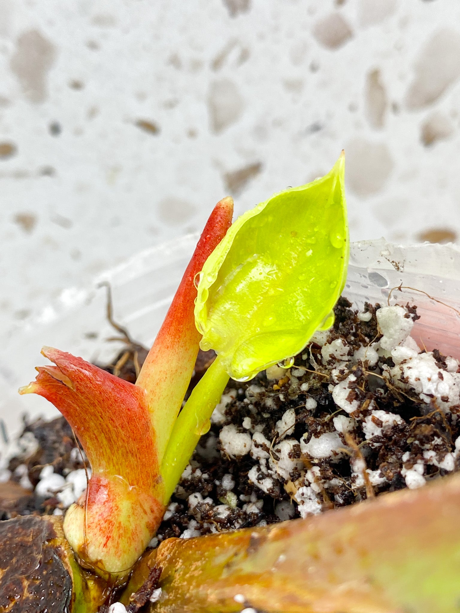 Philodendron Moonlight Variegated 2 leaves with baby leaves and sprouts