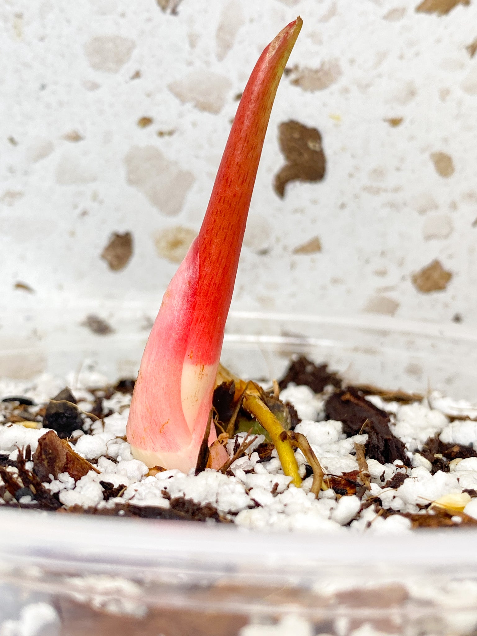 Philodendron Pastazanum Silver node with sprout