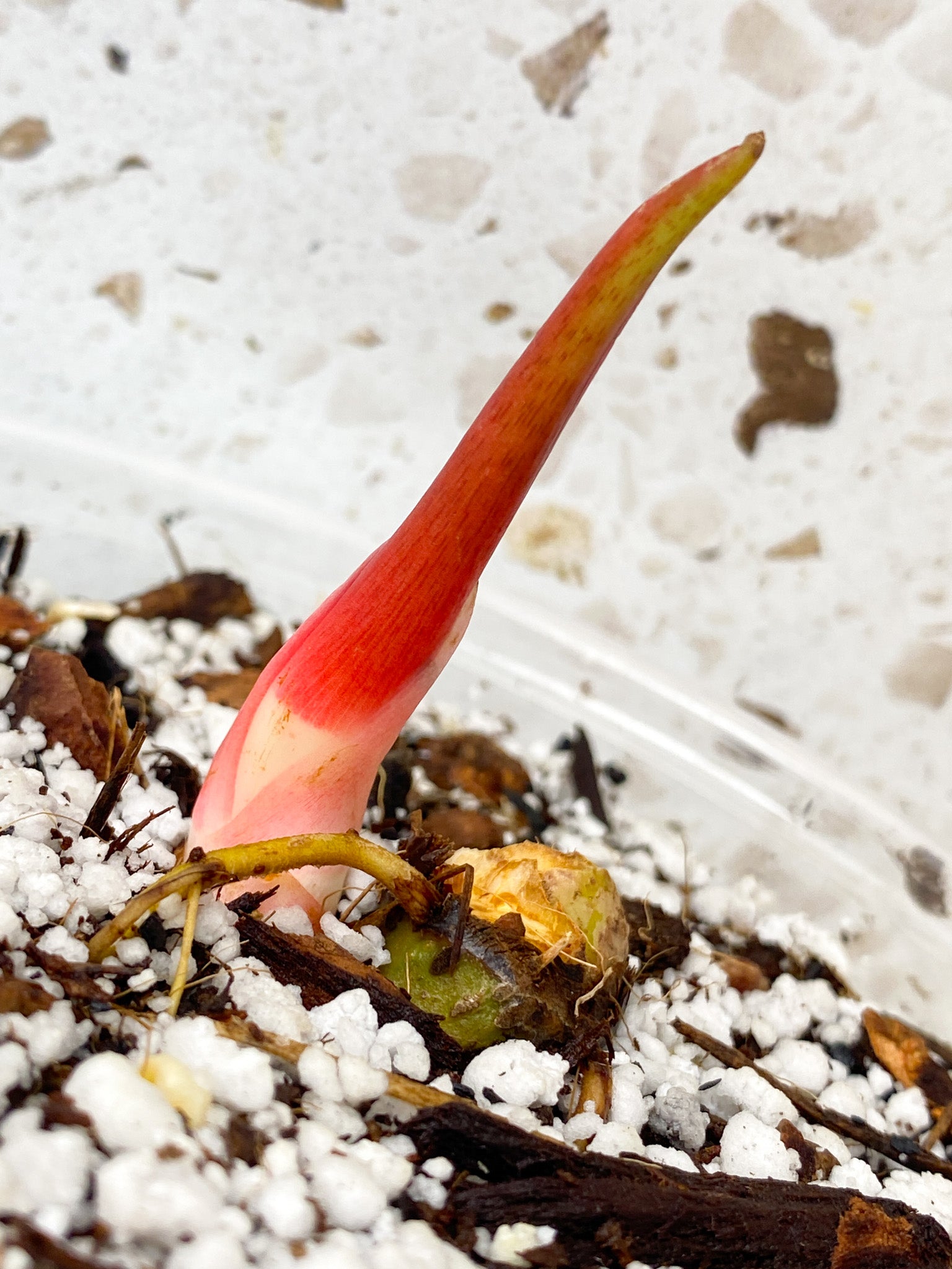 Philodendron Pastazanum Silver node with sprout