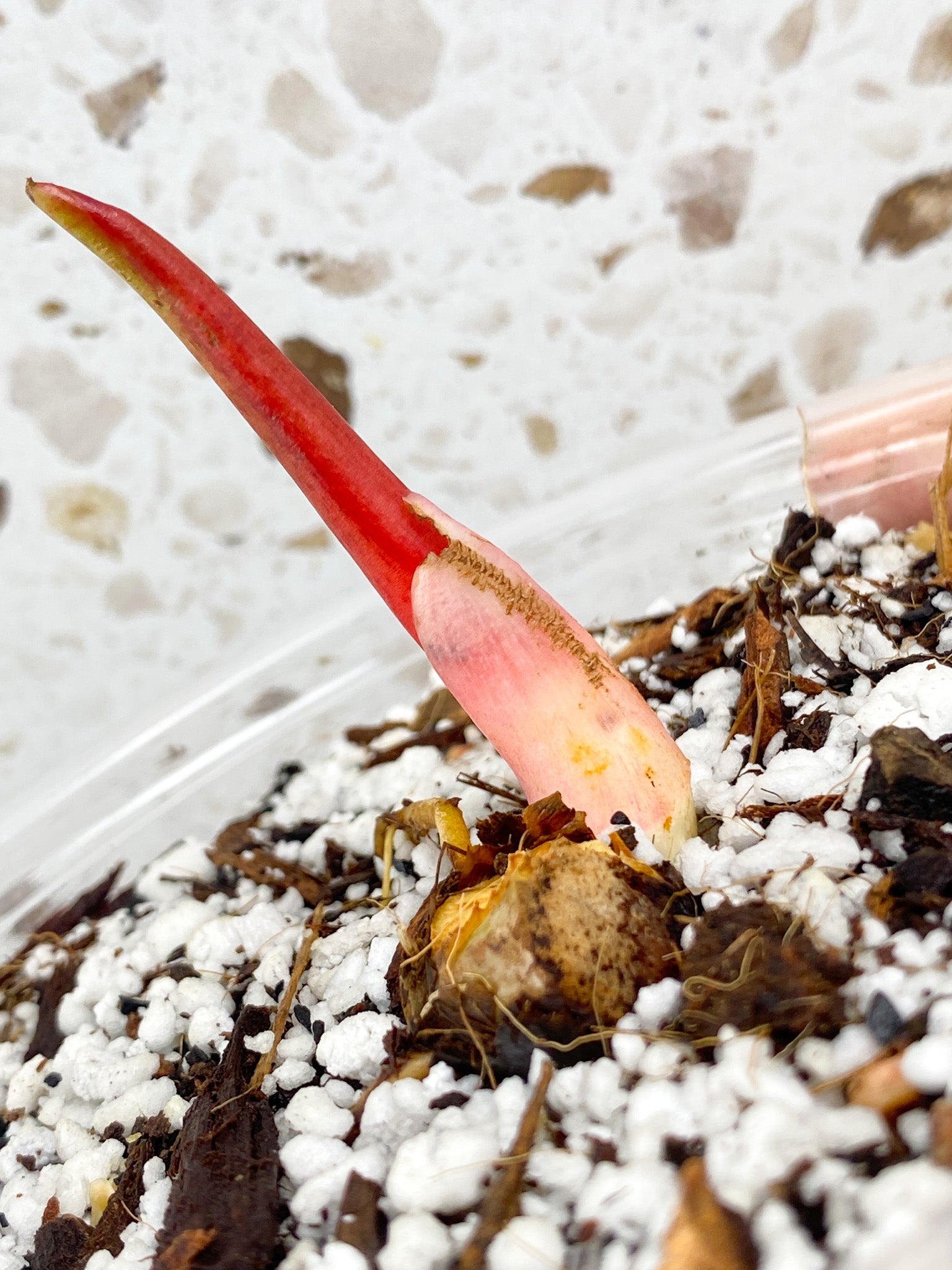 Philodendron Pastazanum Silver node with sprout