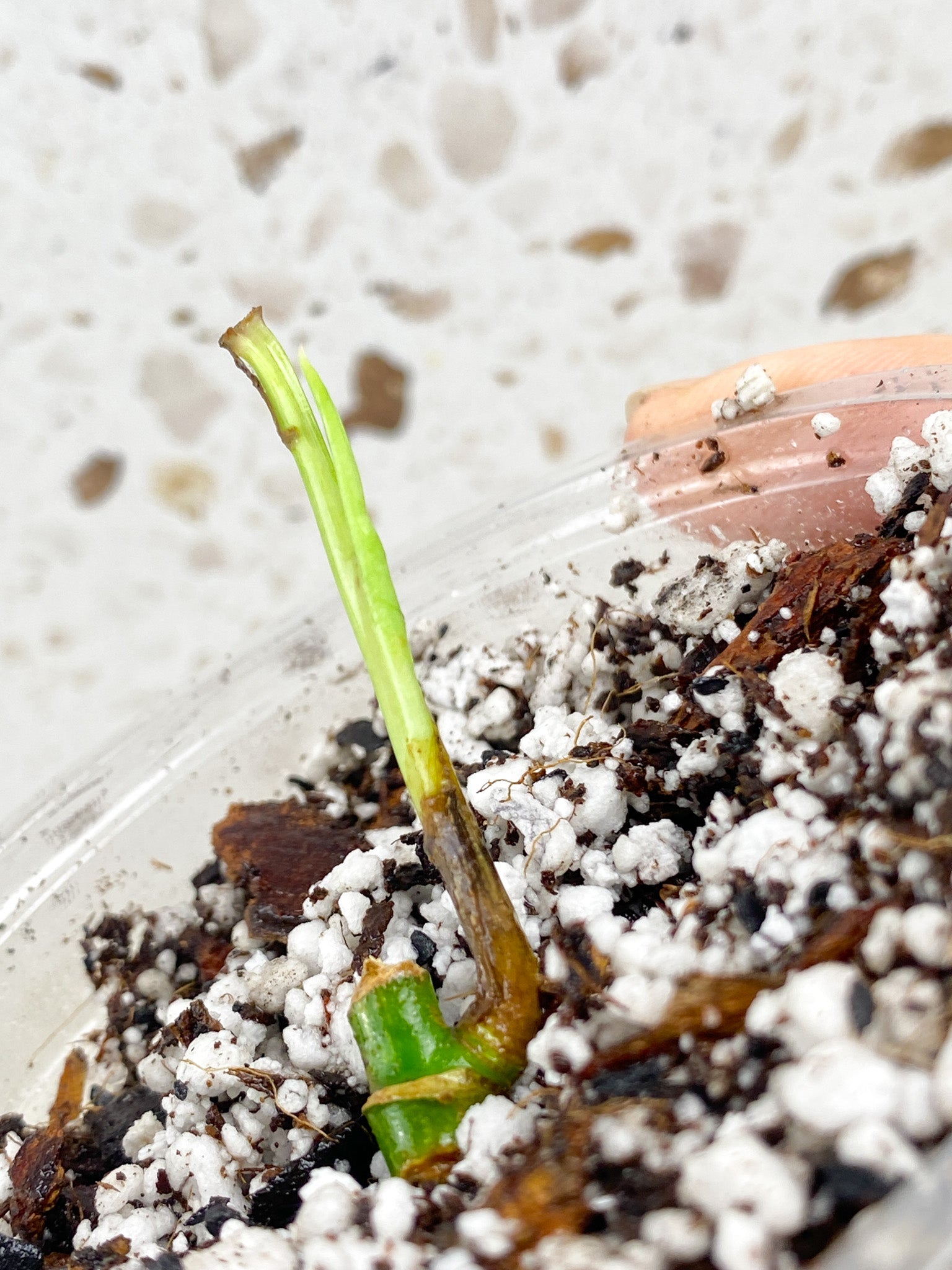 Monstera Adansonii Aurea node with sprout