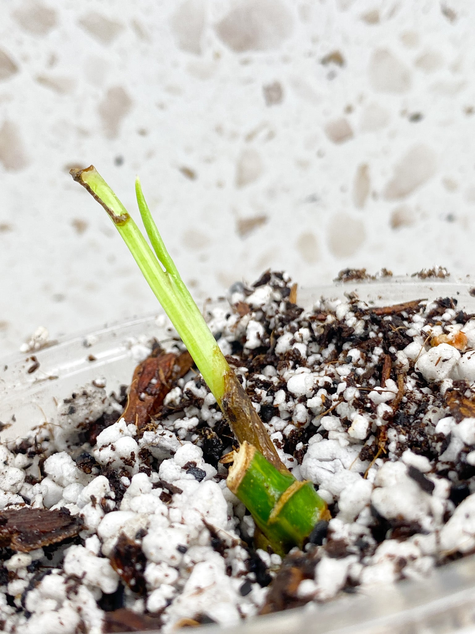 Monstera Adansonii Aurea node with sprout