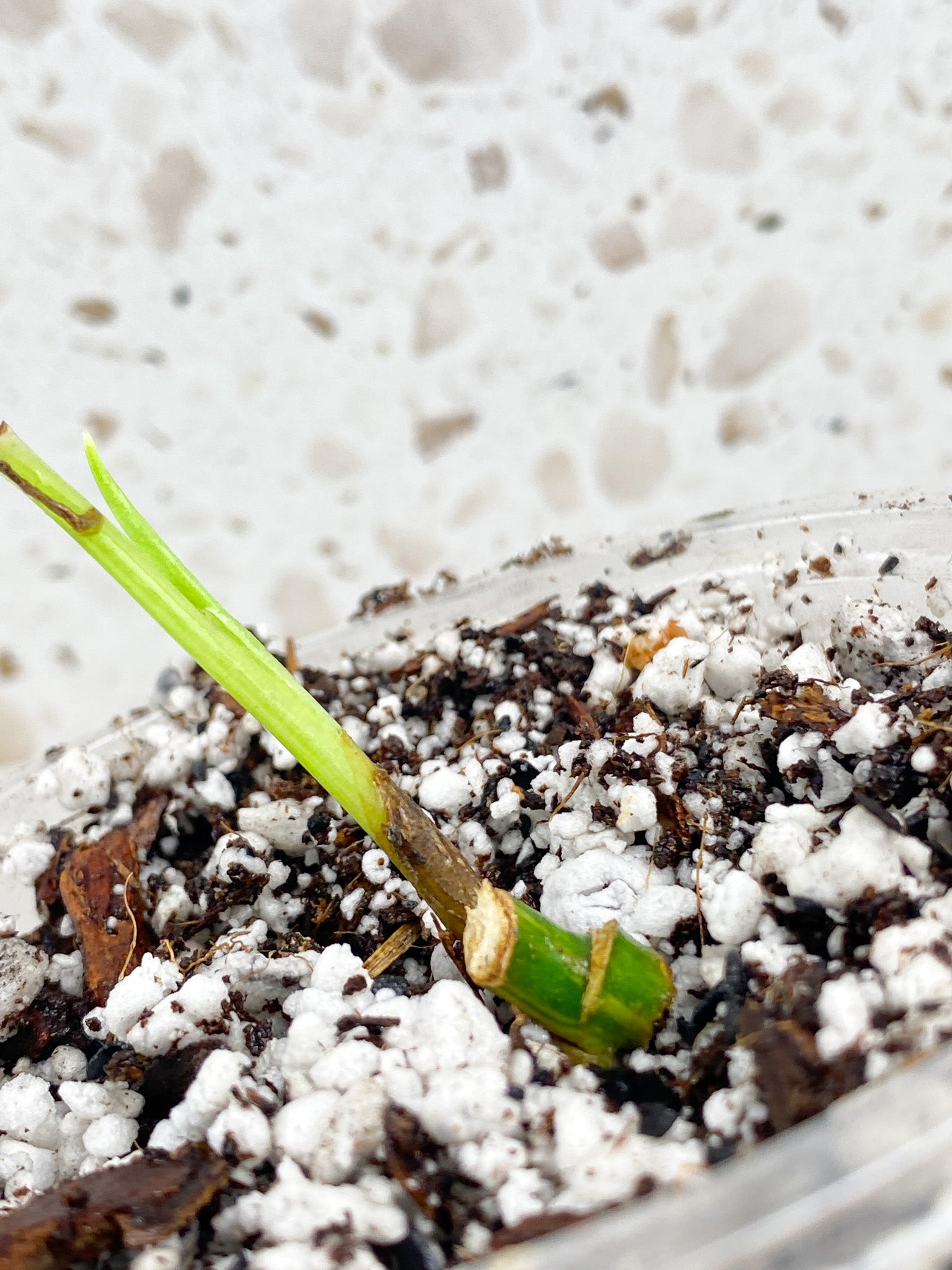 Monstera Adansonii Aurea node with sprout