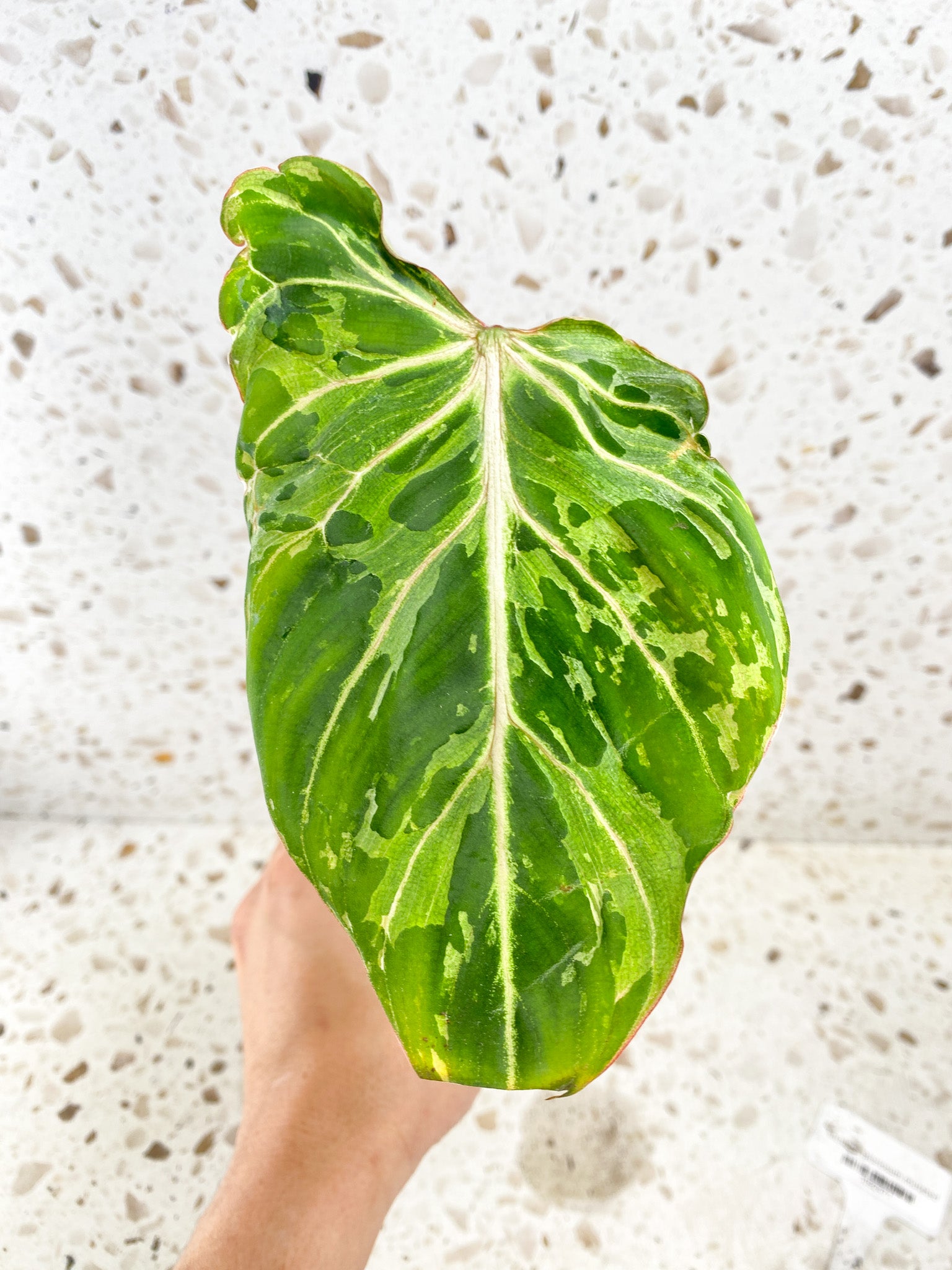 Philodendron Gloriosum Snow Leopard 1 leaf 1 growing bud