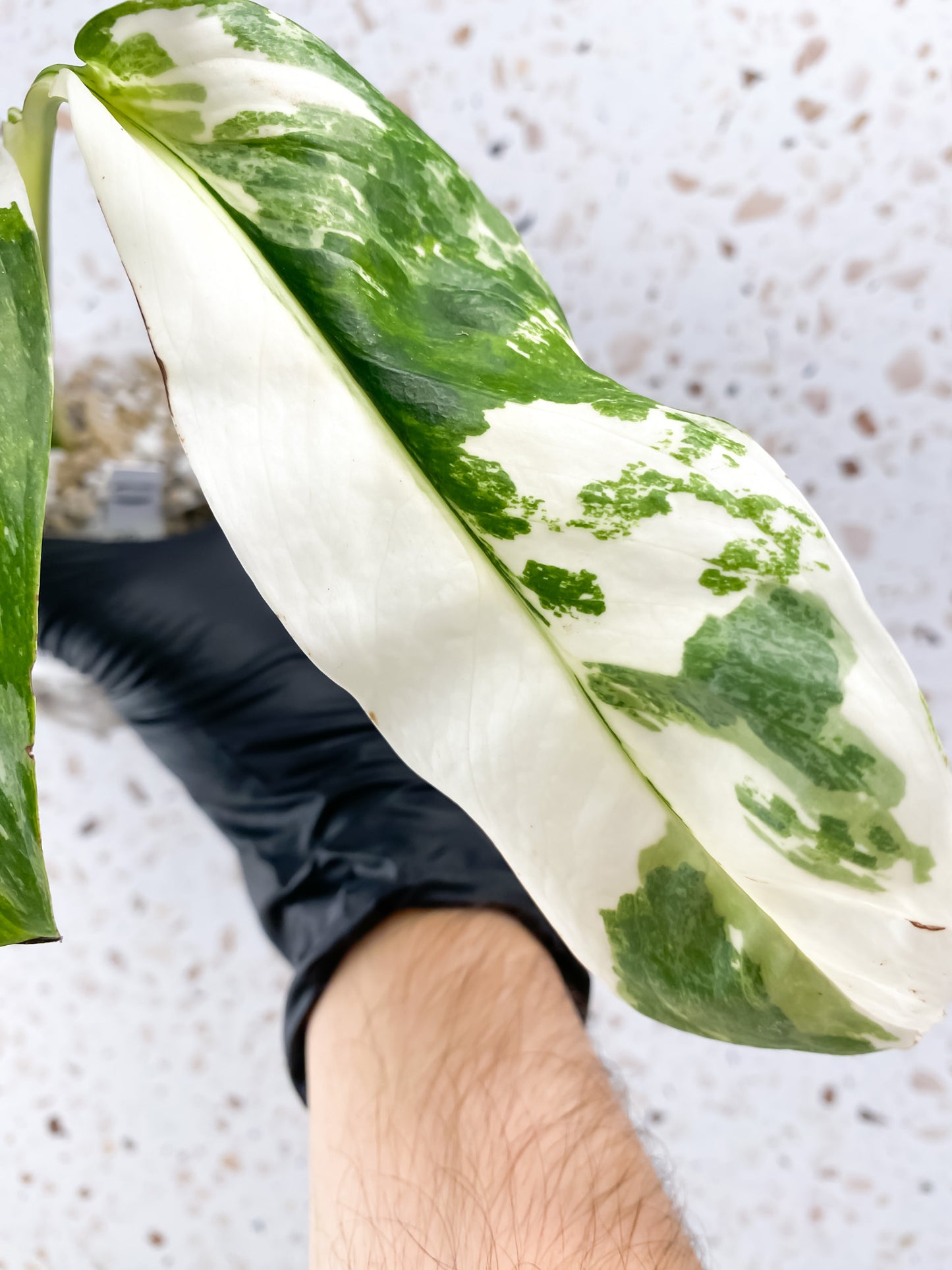 Monstera Lechleriana Variegated 3 leaves