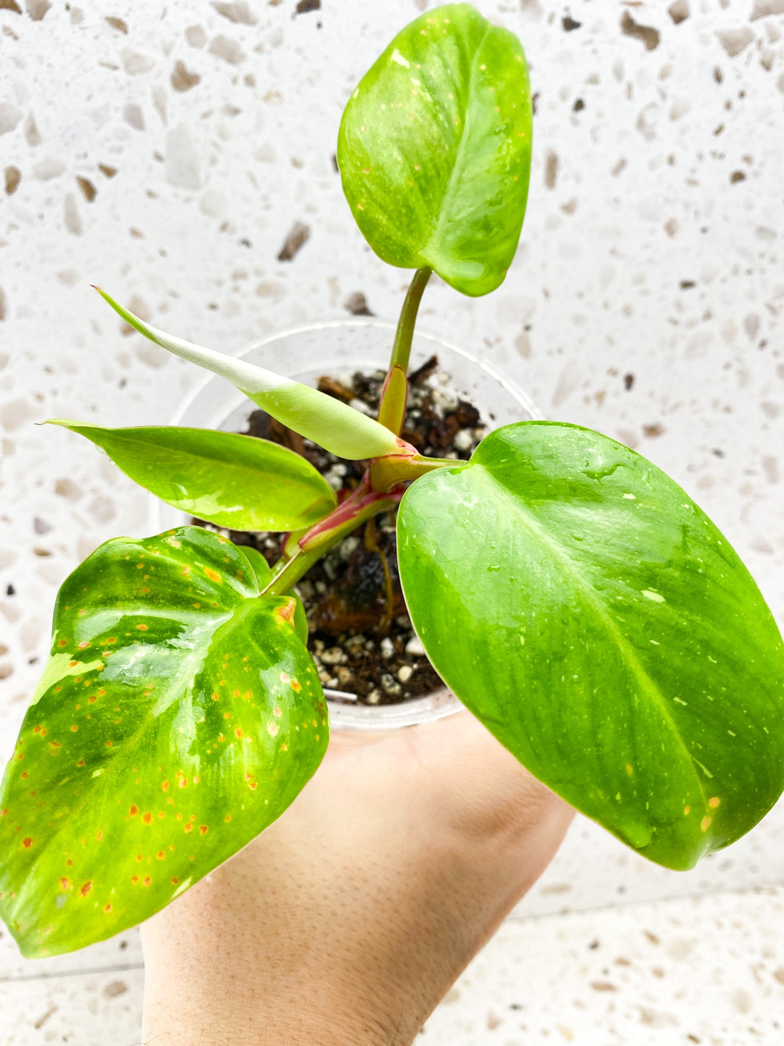 Philodendron White Princess baby plant with 2 growth points