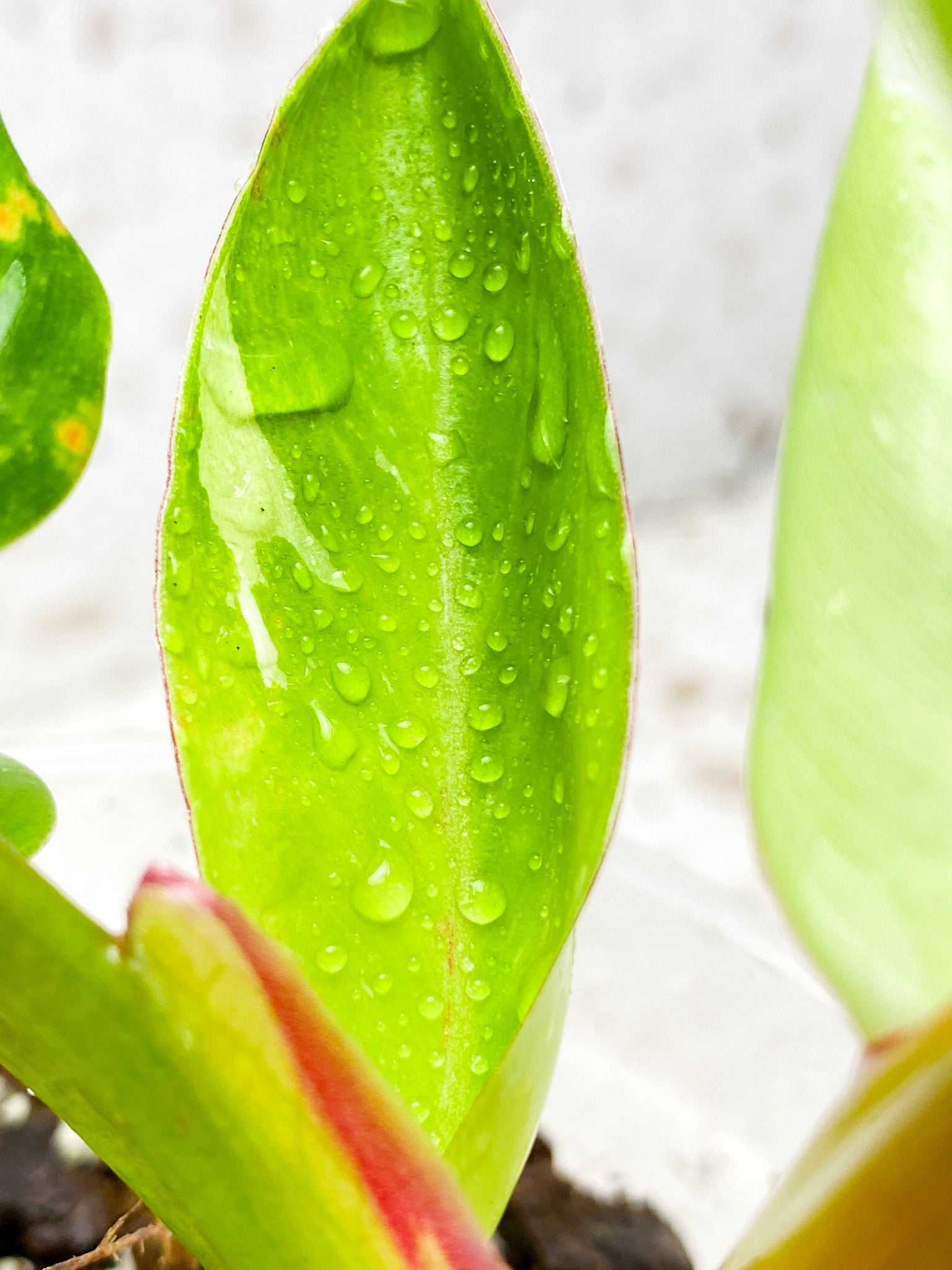 Philodendron White Princess baby plant with 2 growth points