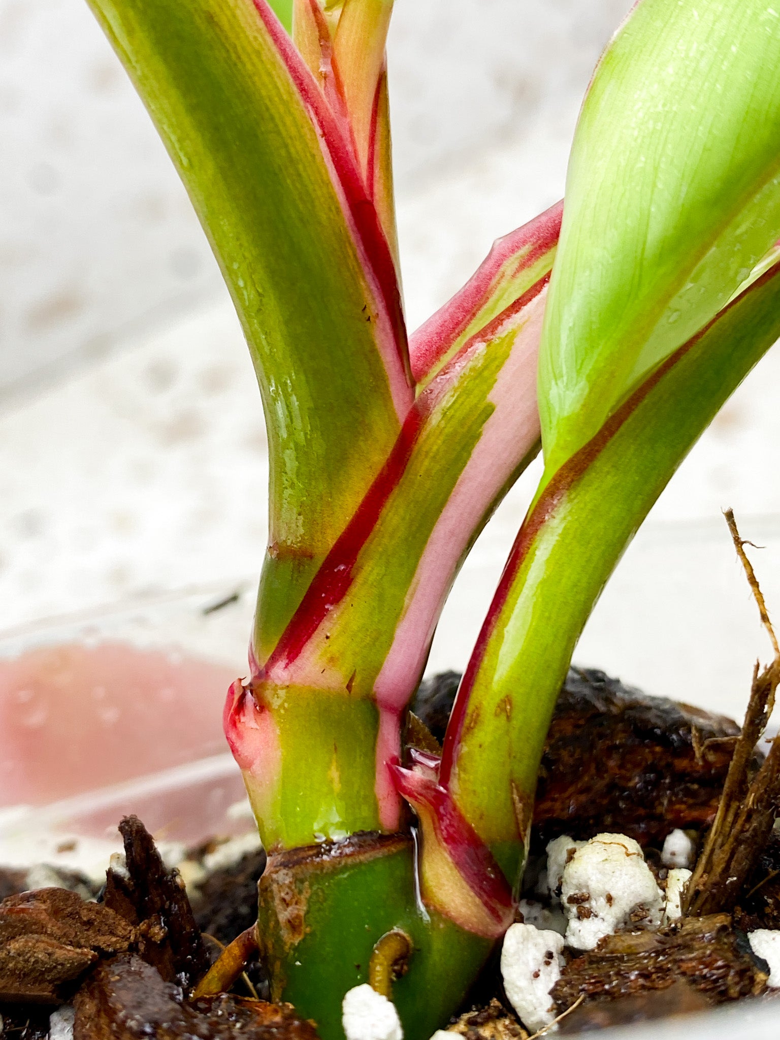 Philodendron White Princess baby plant with 2 growth points