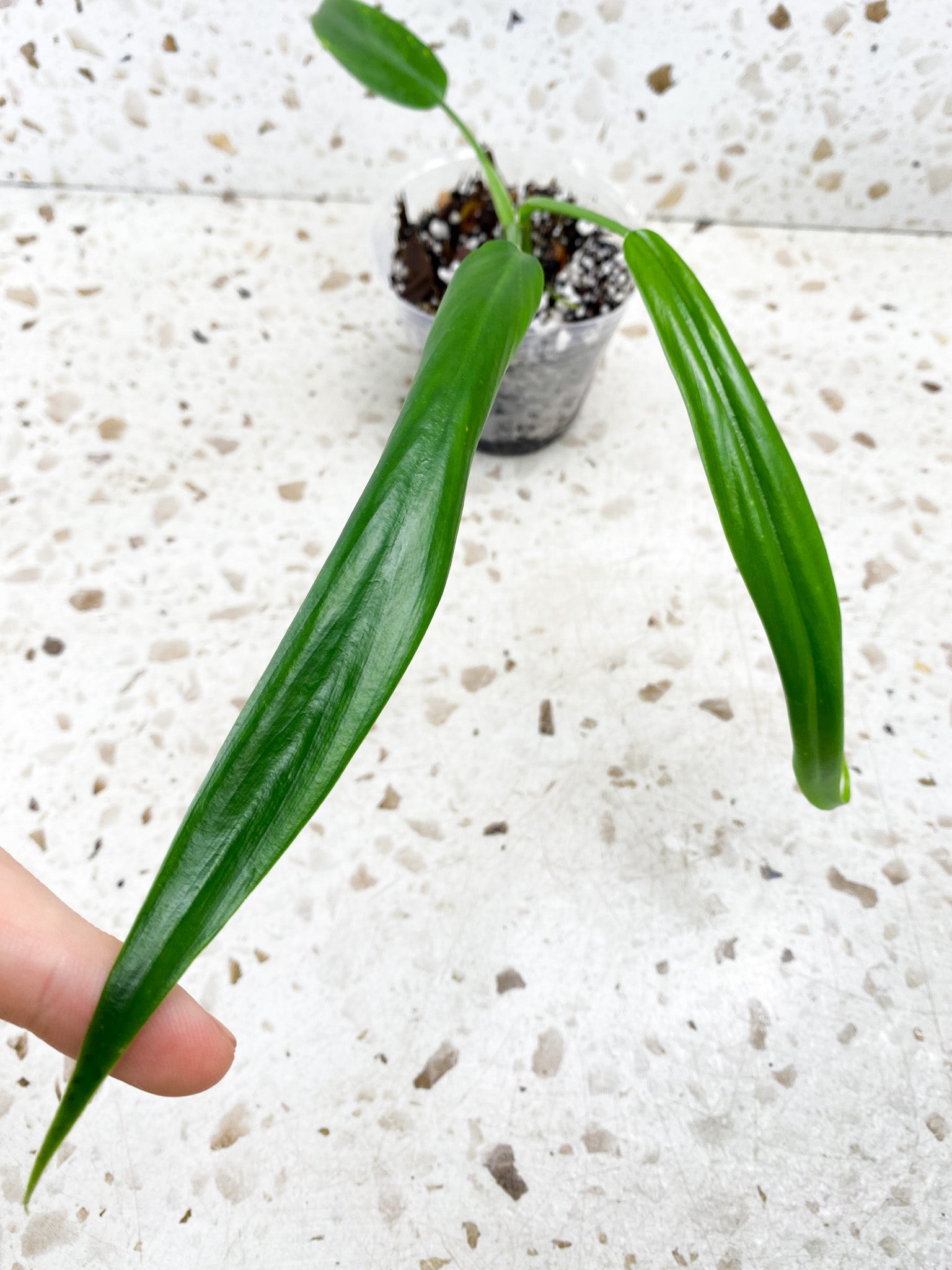 Philodendron Holtonianum 3 leaf baby plant