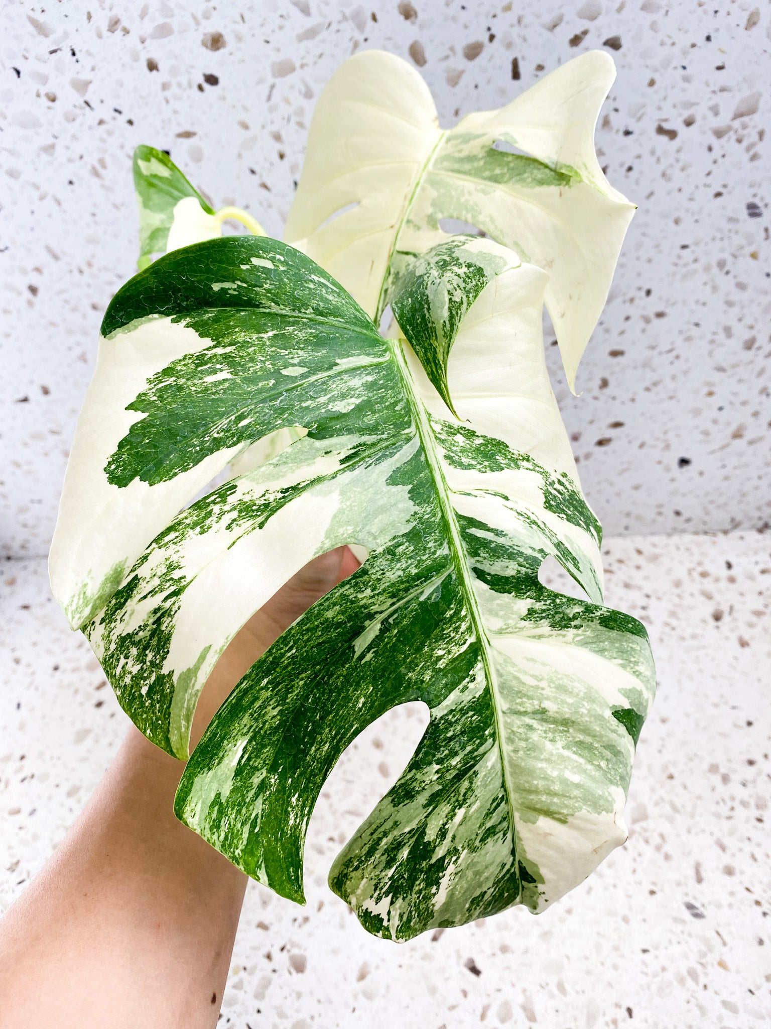 Monstera Albo White Tiger 3 leaf top cutting (ROOTING)