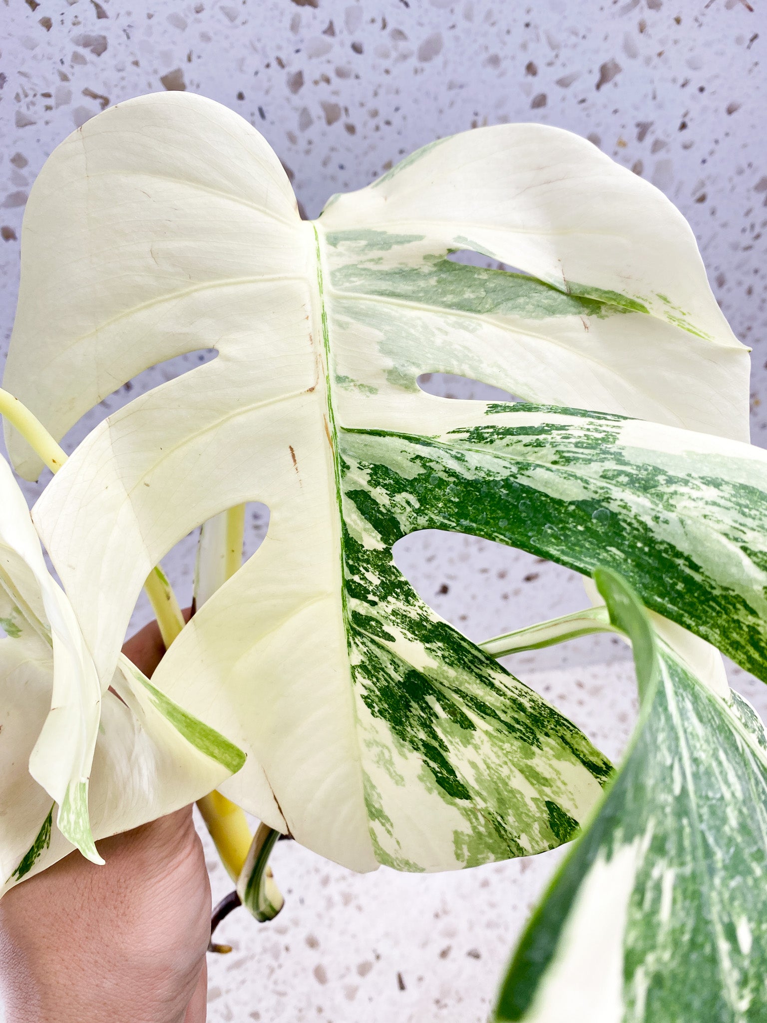 Monstera Albo White Tiger 3 leaf top cutting (ROOTING)