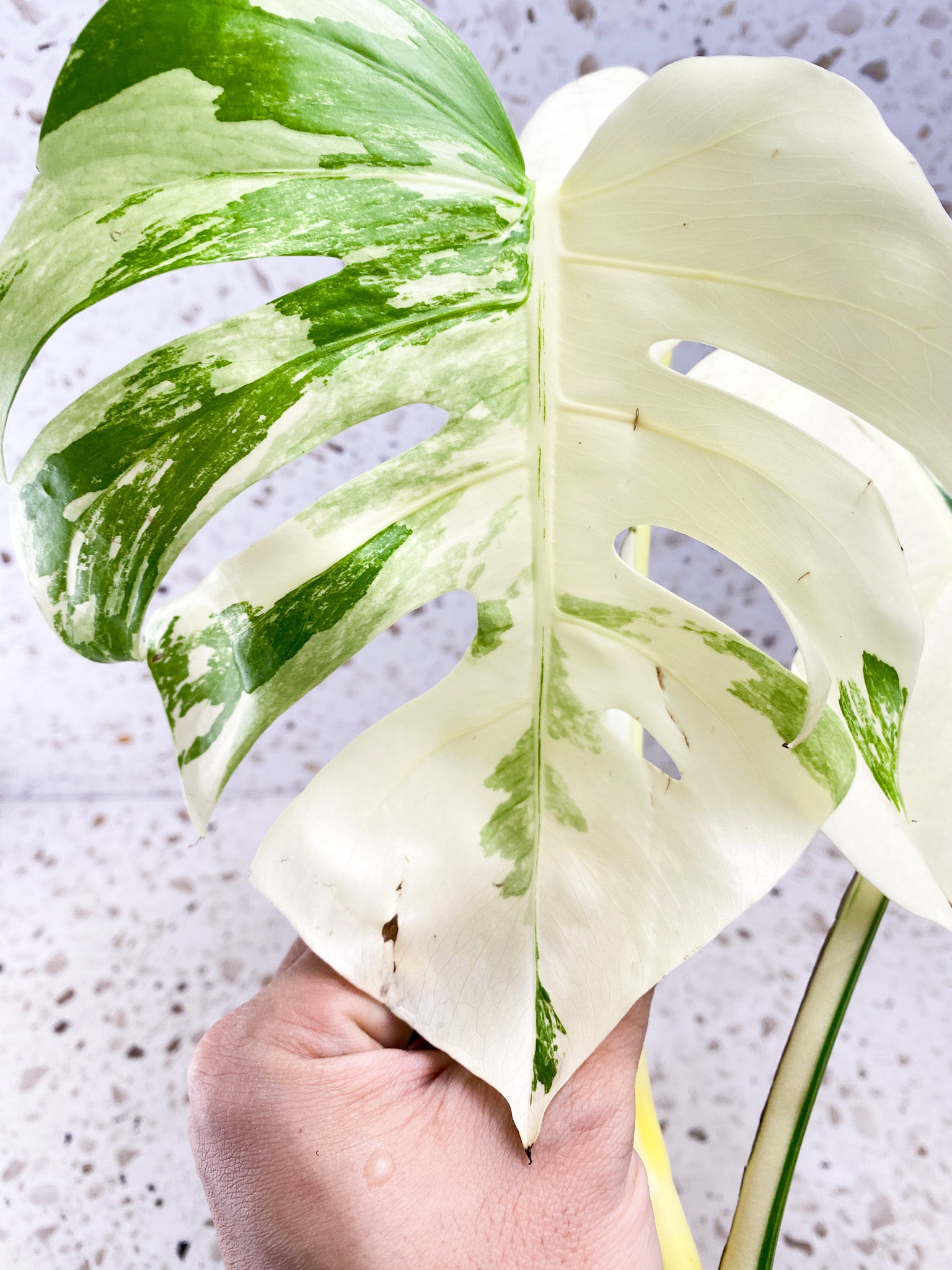 Monstera Albo White Tiger 3 leaf top cutting (ROOTING)