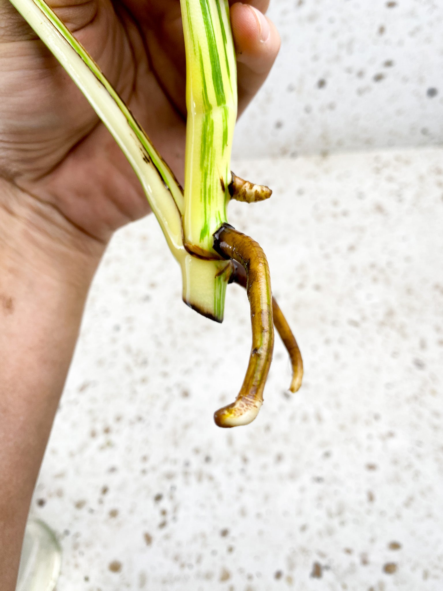 Monstera Albo White Tiger 3 leaf top cutting (ROOTING)