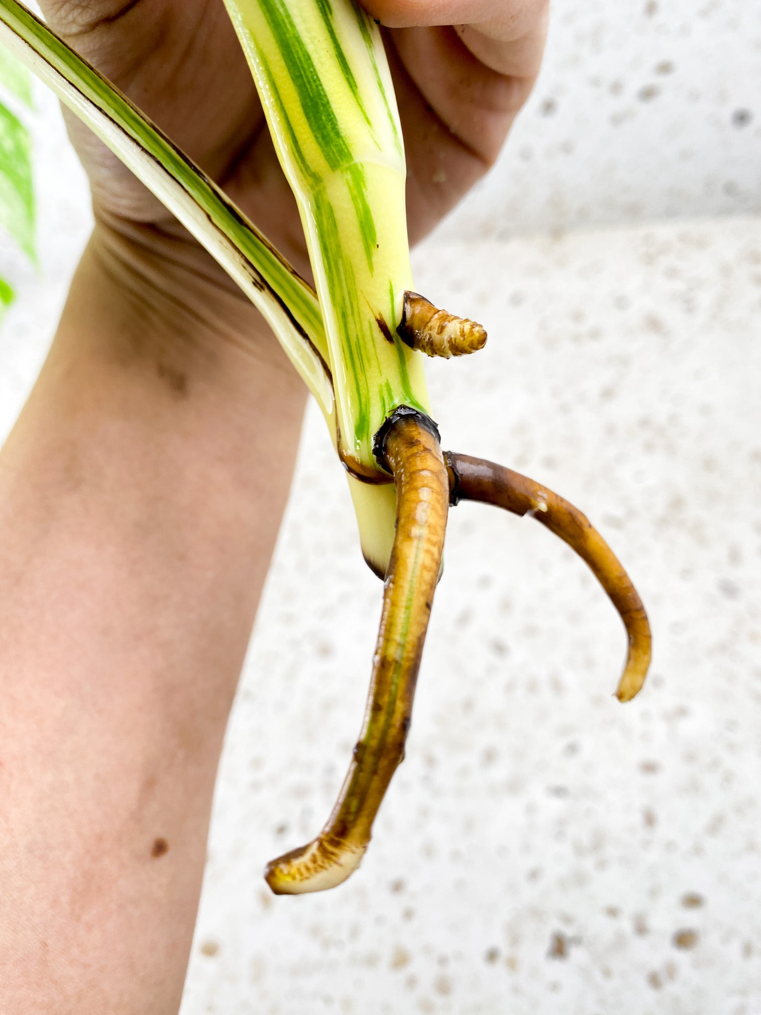 Monstera Albo White Tiger 3 leaf top cutting (ROOTING)