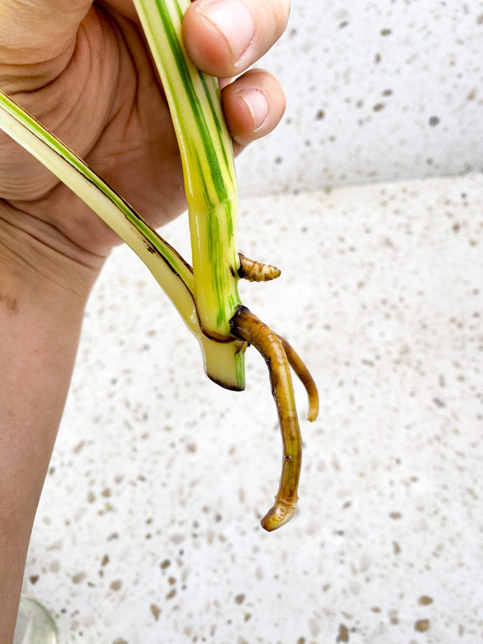 Monstera Albo White Tiger 3 leaf top cutting (ROOTING)