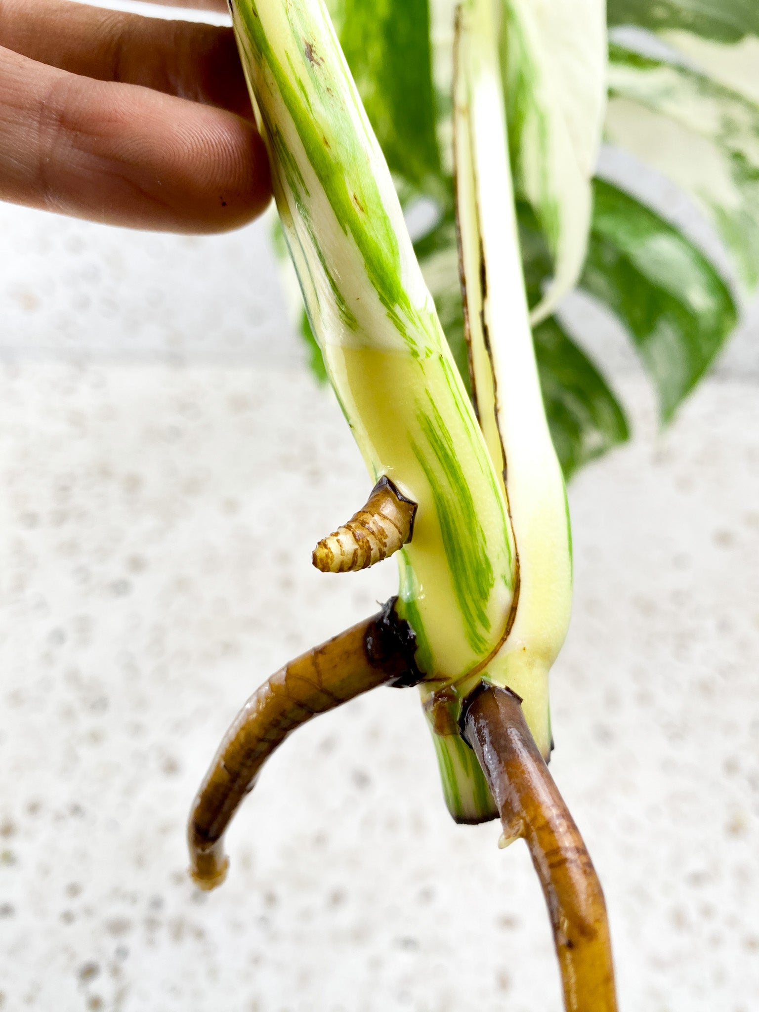 Monstera Albo White Tiger 3 leaf top cutting (ROOTING)