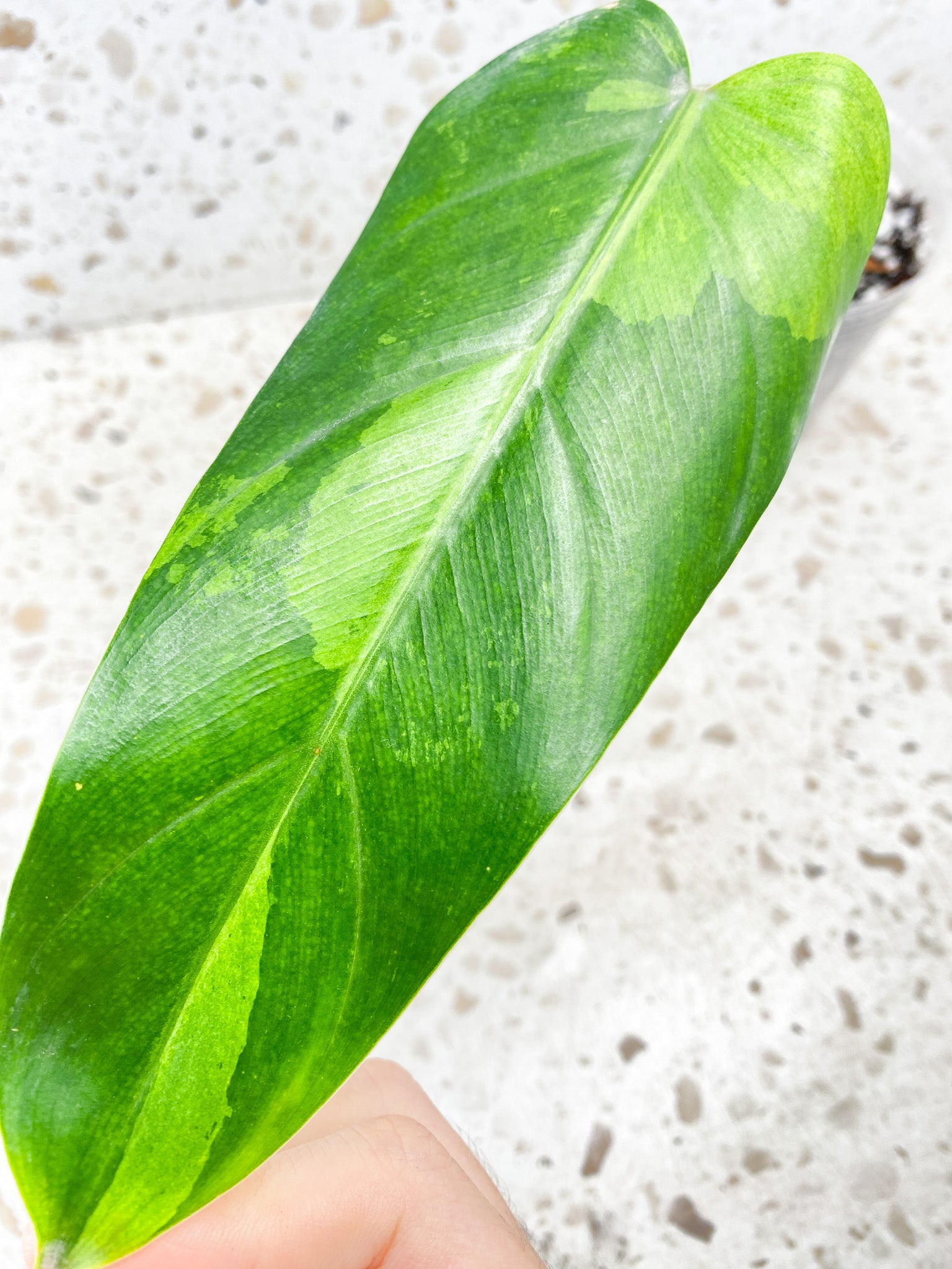 Philodendron Whipple Way 1 leaf