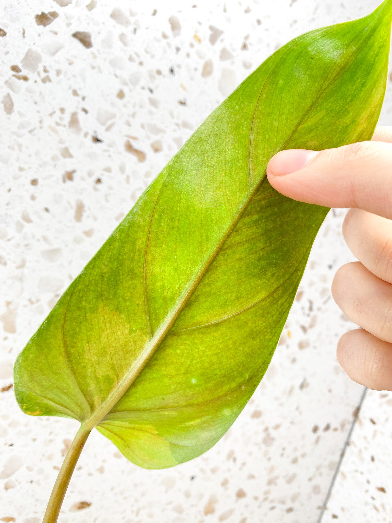 Philodendron Whipple Way 1 leaf