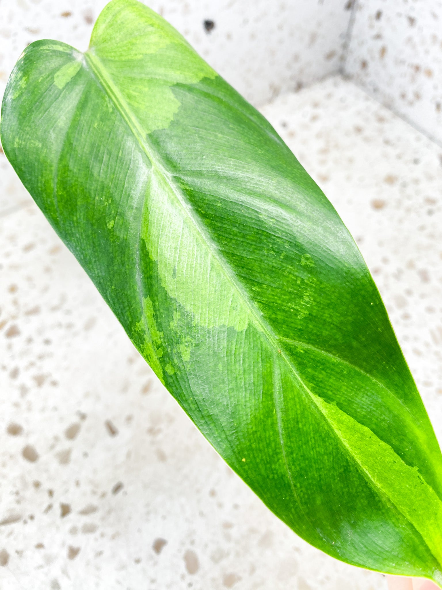 Philodendron Whipple Way 1 leaf