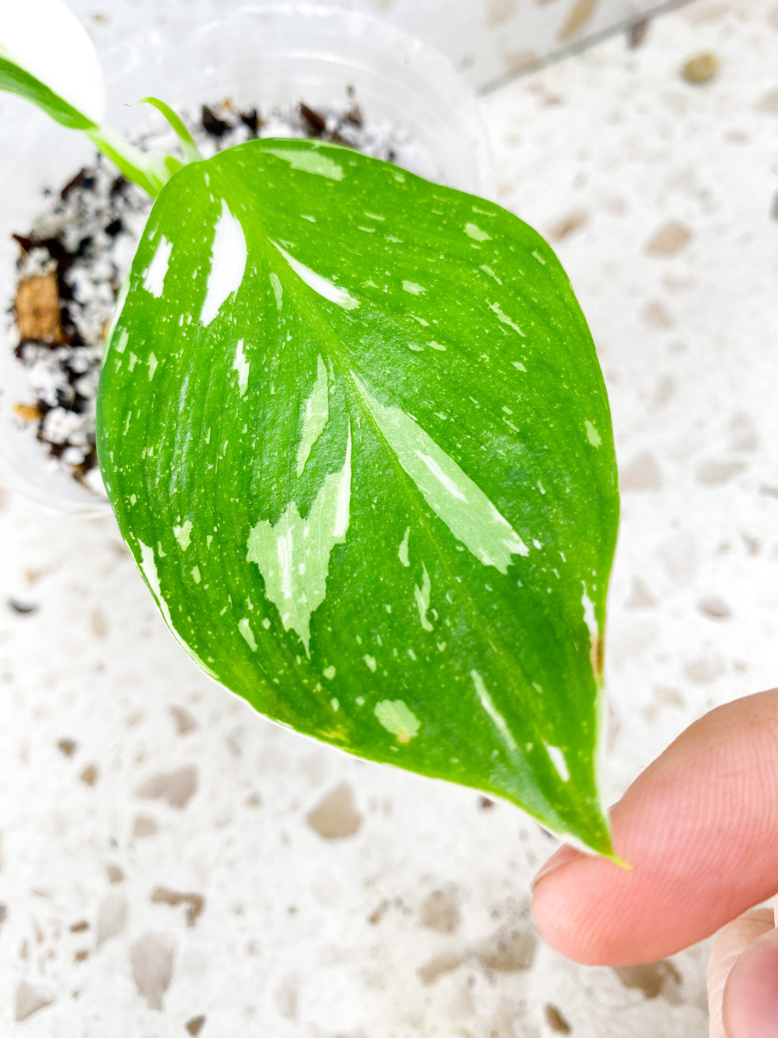 Philodendron White Wizard Marble 2 leaves 1 shoot baby plant