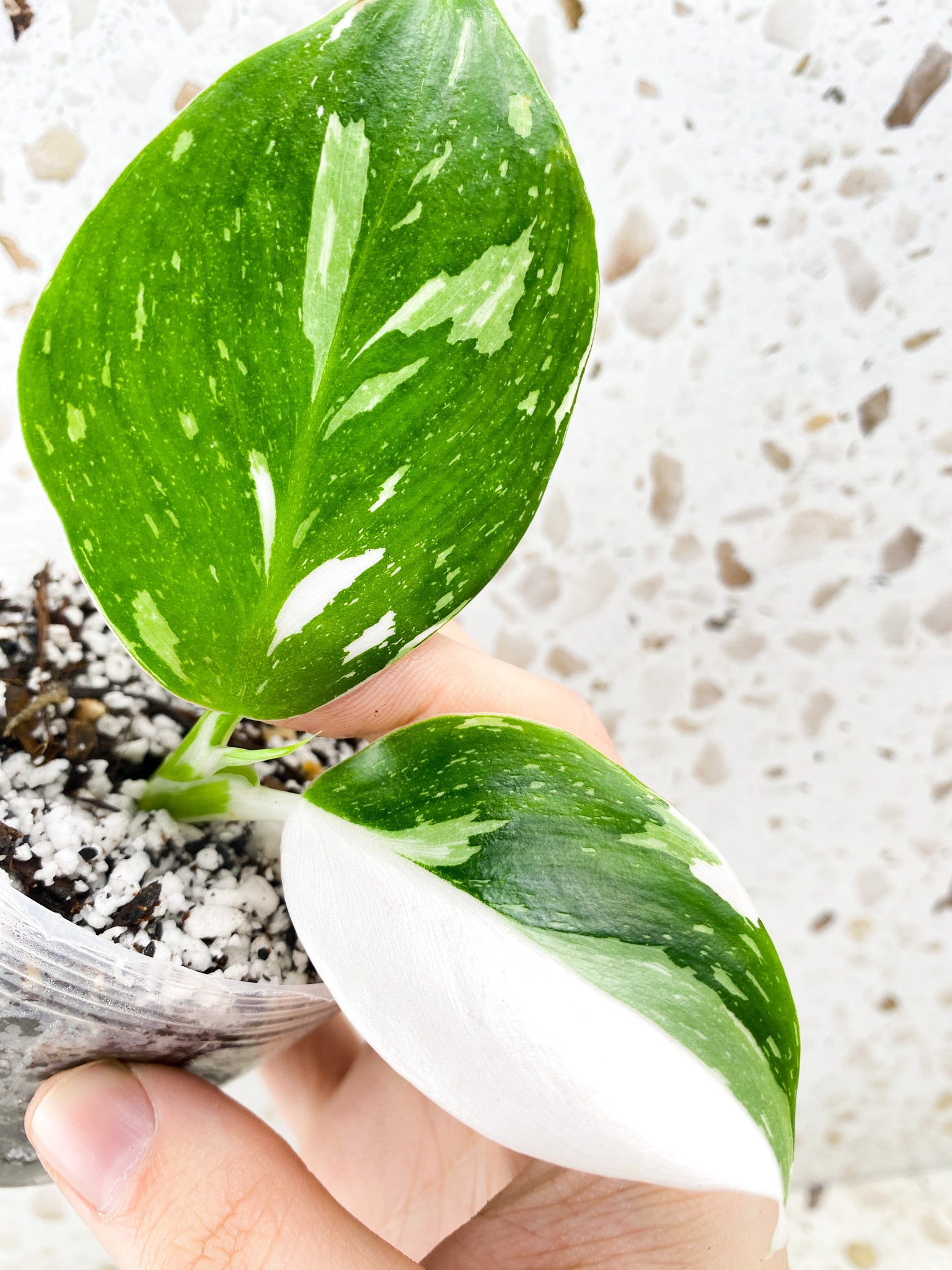 Philodendron White Wizard Marble 2 leaves 1 shoot baby plant