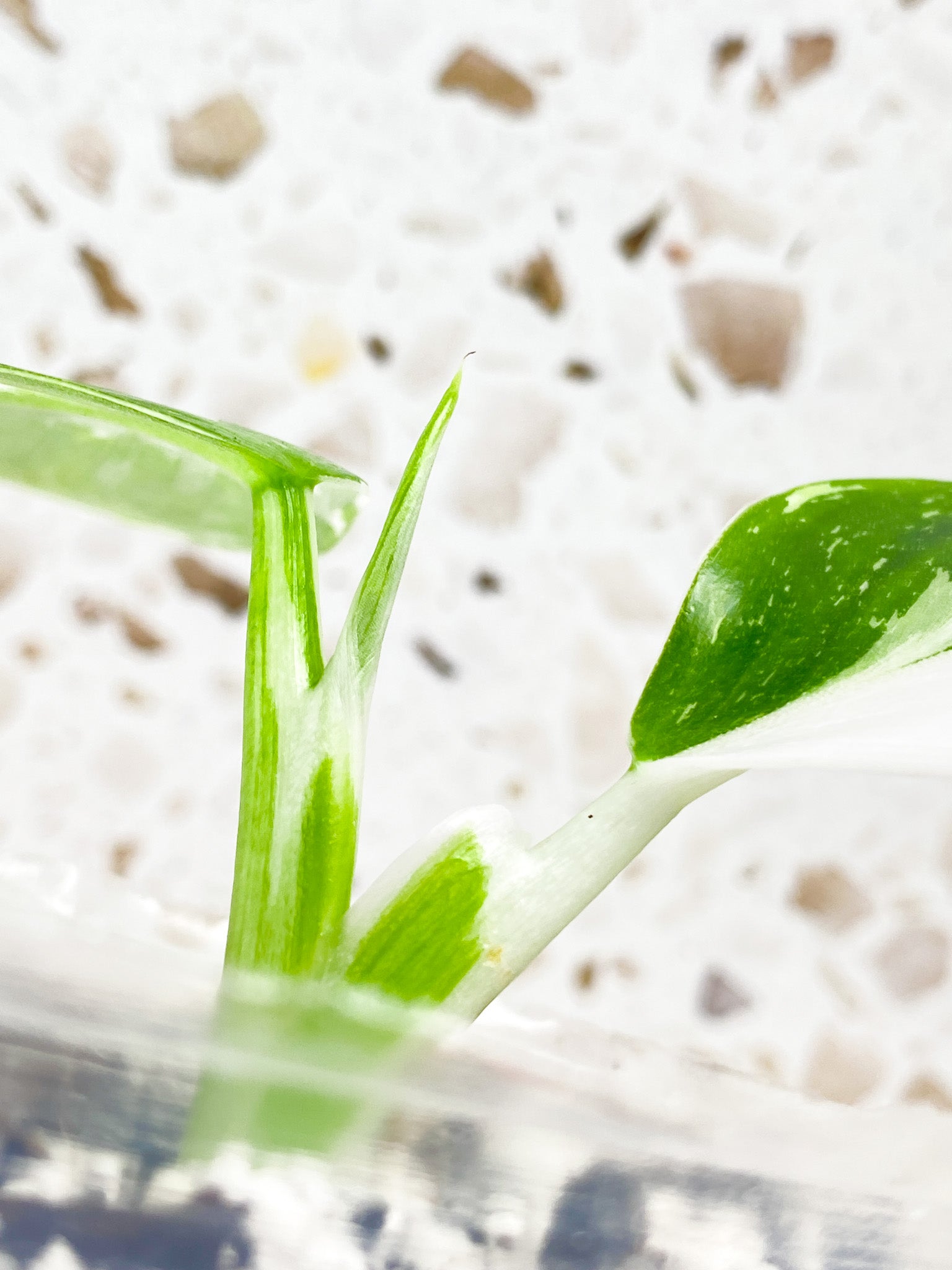 Philodendron White Wizard Marble 2 leaves 1 shoot baby plant