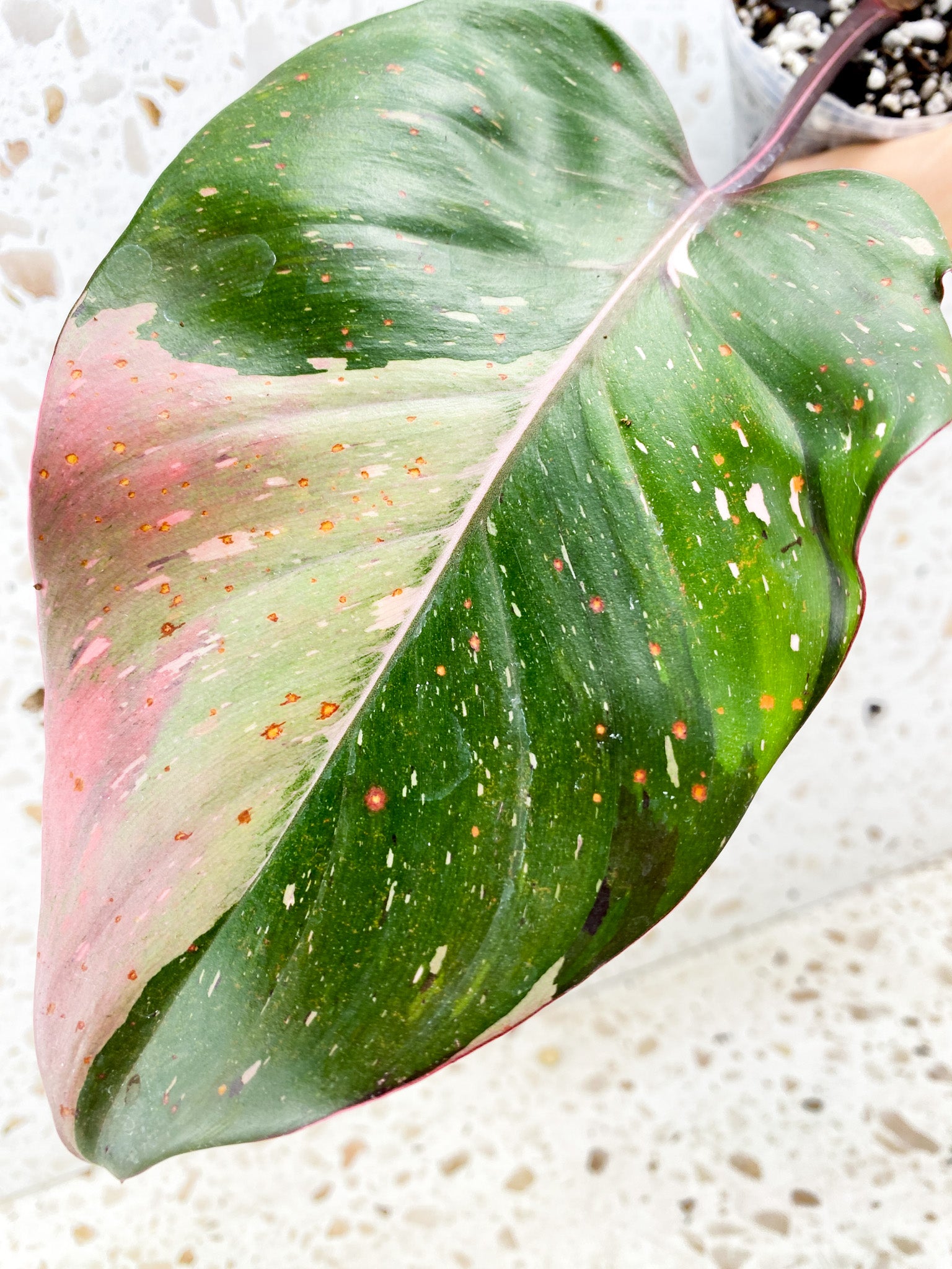 Philodendron Red Anderson 1 big leaf