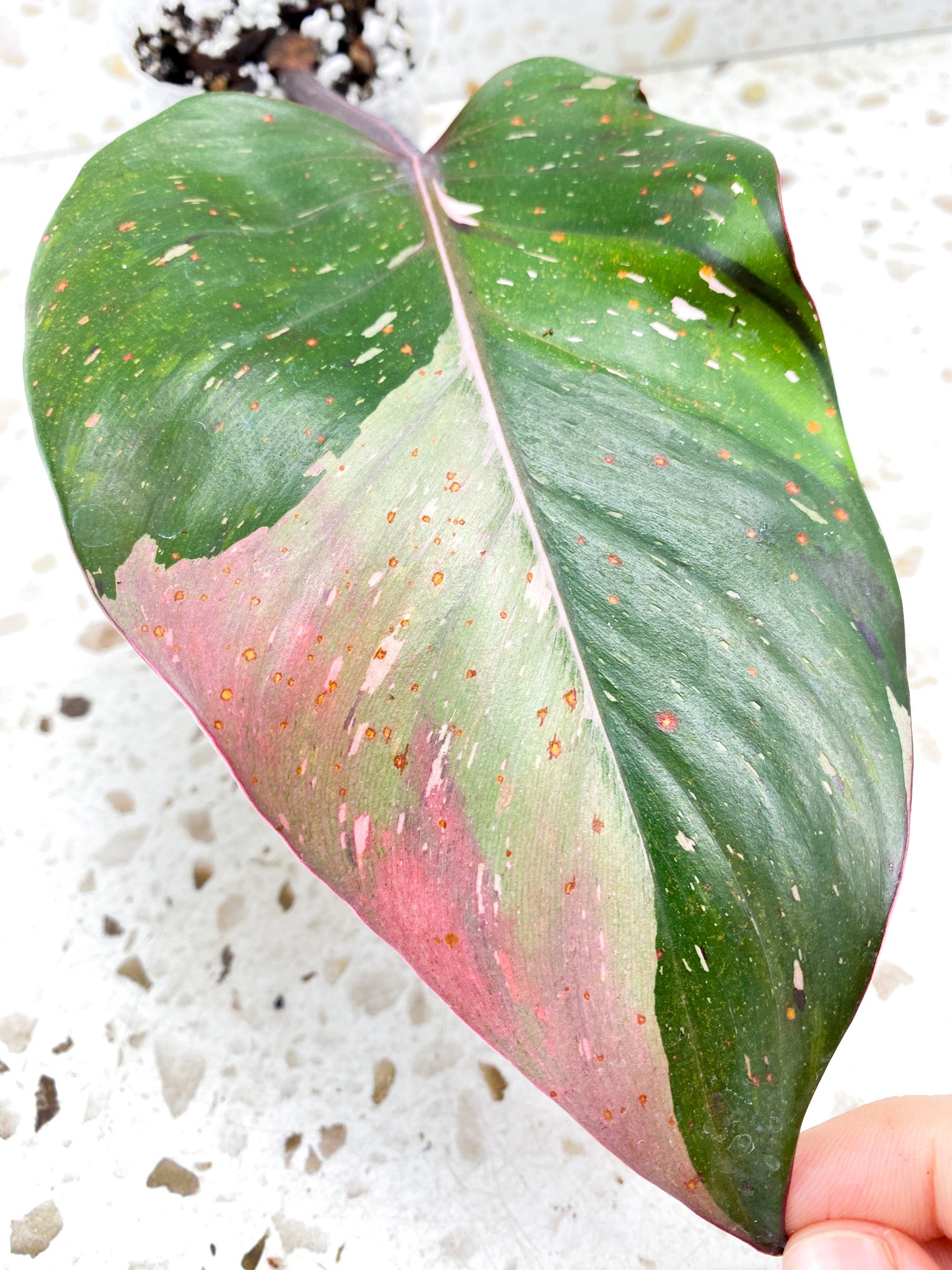 Philodendron Red Anderson 1 big leaf