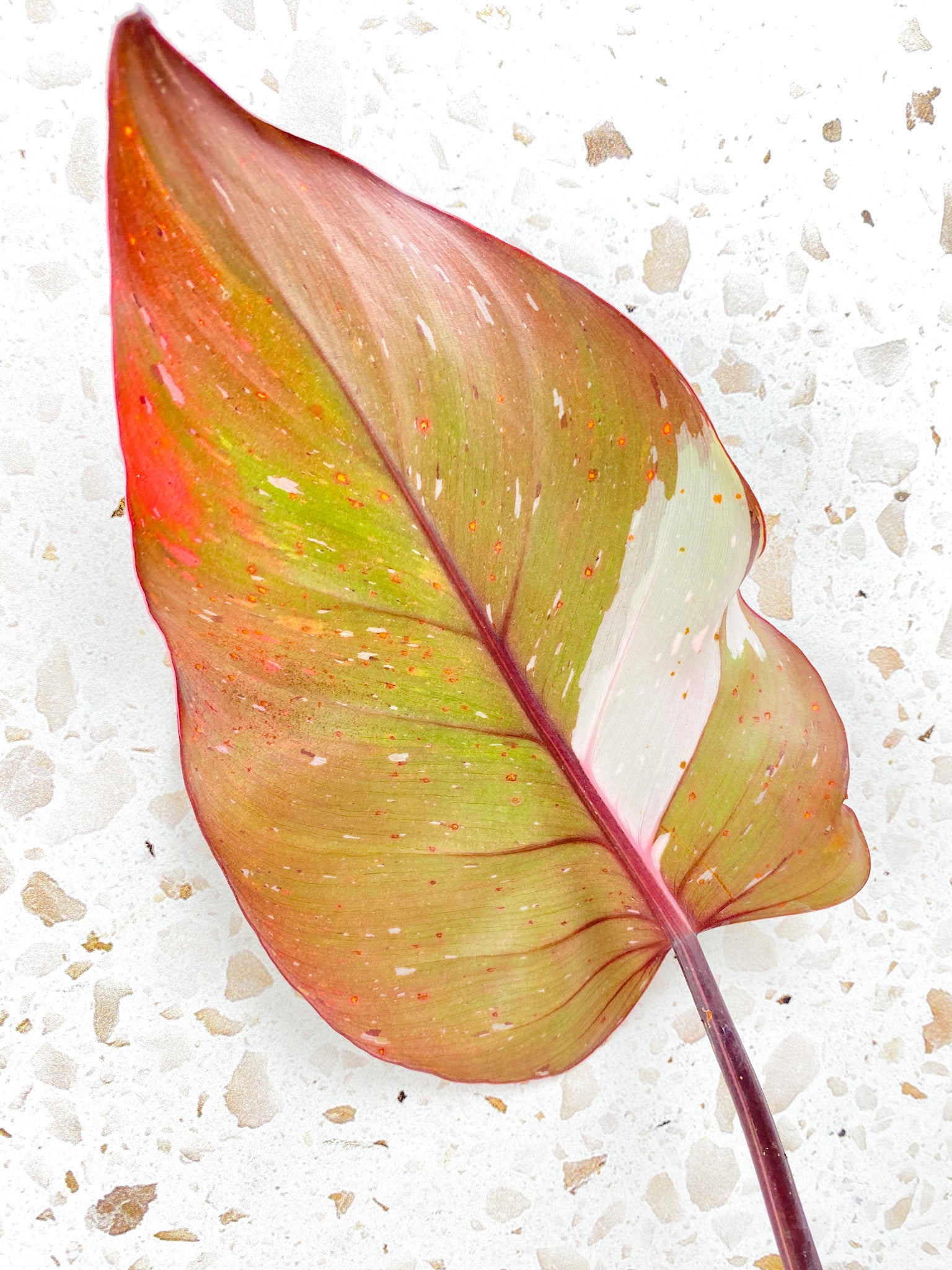 Philodendron Red Anderson 1 big leaf