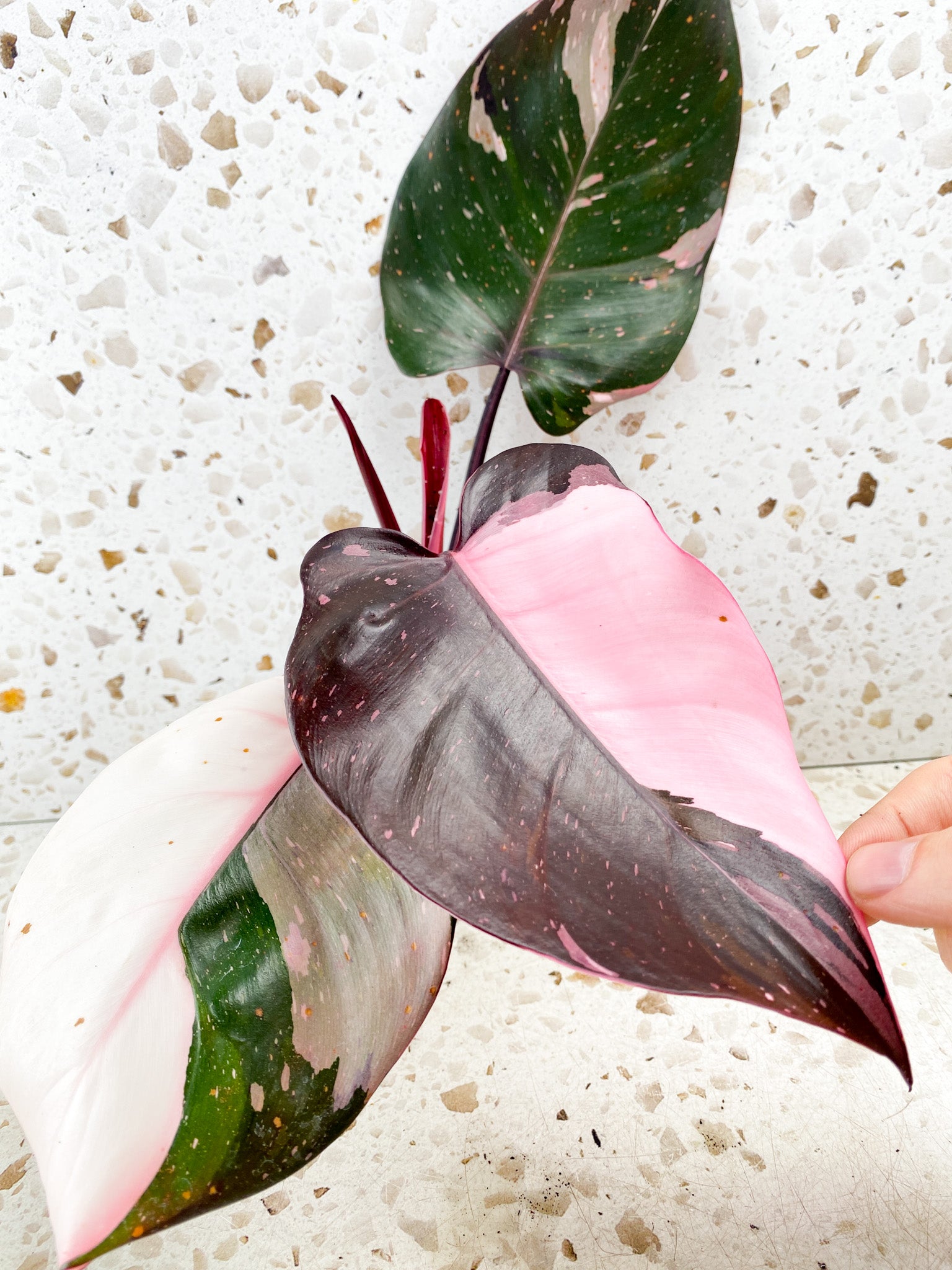 Philodendron Red Anderson 3 big leaves top cutting very pink