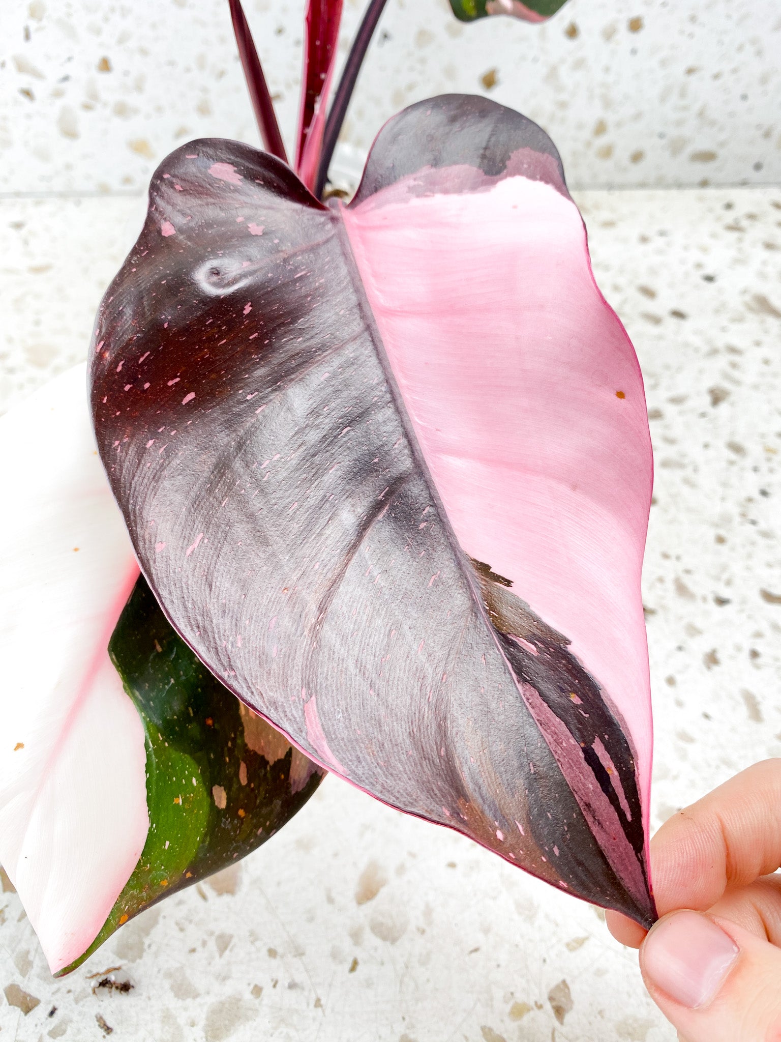 Philodendron Red Anderson 3 big leaves top cutting very pink