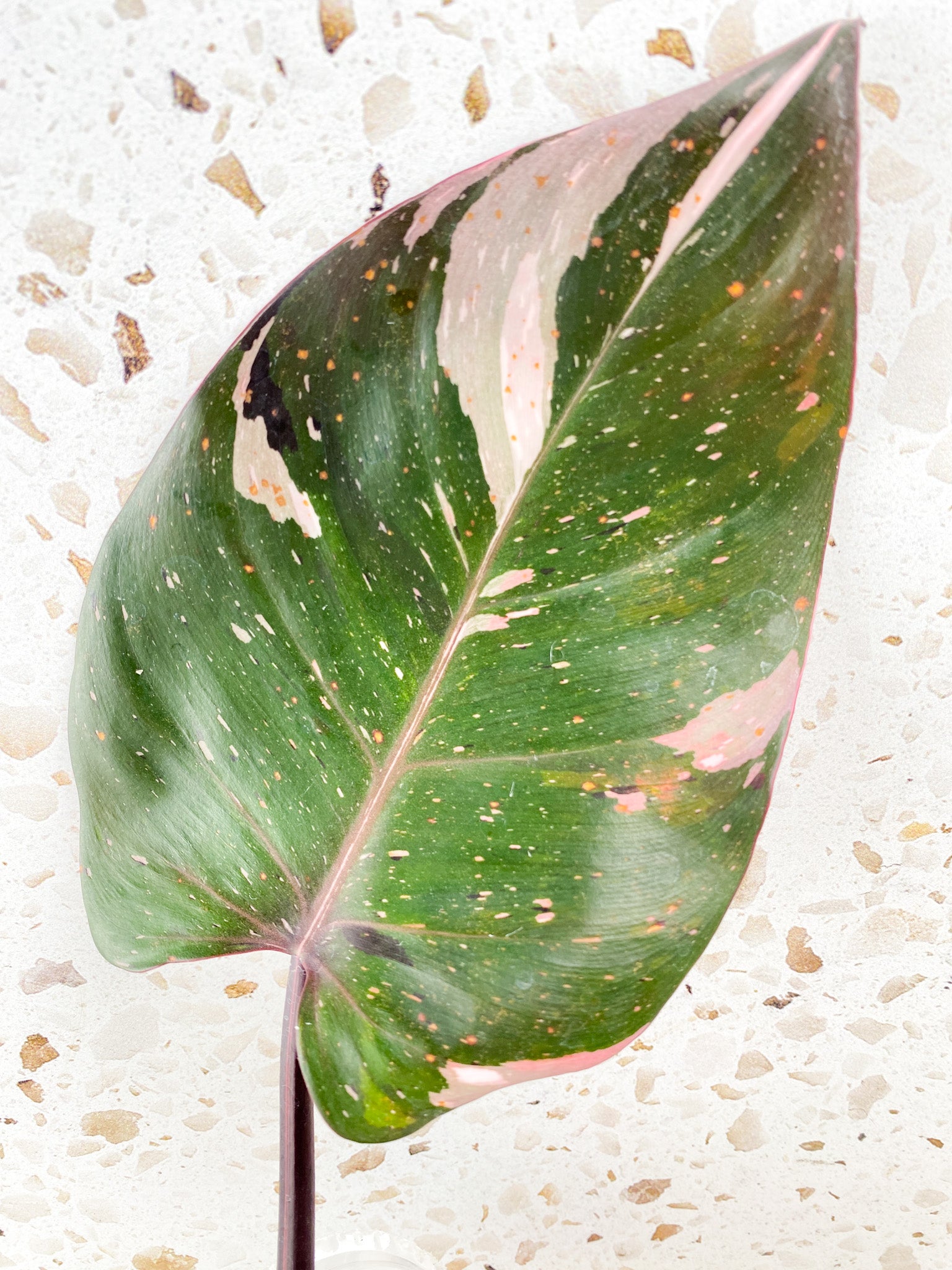 Philodendron Red Anderson 3 big leaves top cutting very pink