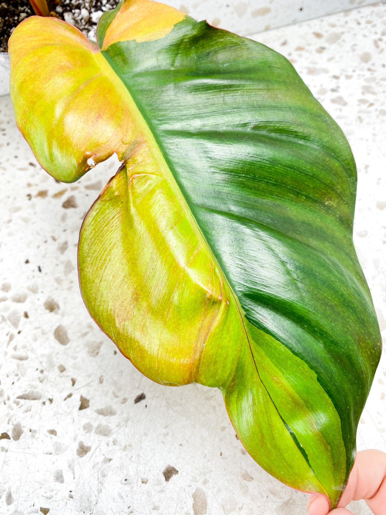 Philodendron Jungle Fever 2 leaves 1 shoot top cutting