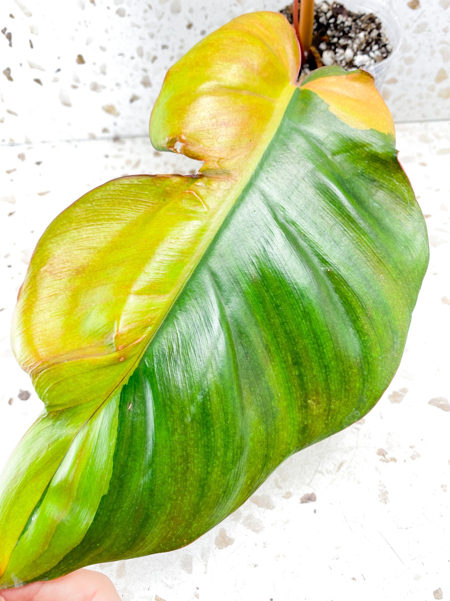 Philodendron Jungle Fever 2 leaves 1 shoot top cutting