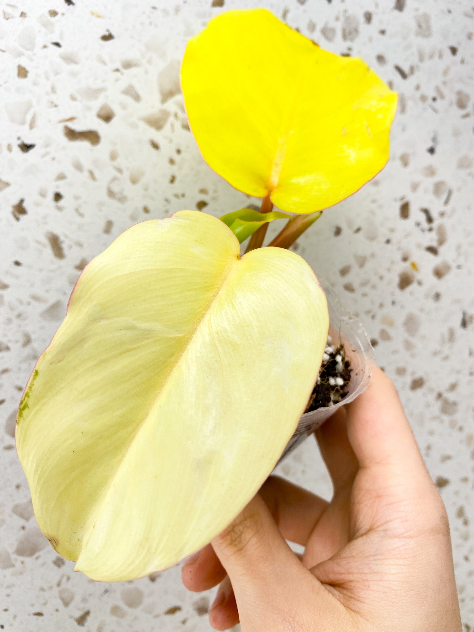 Philodendron Jungle Fever 2 leaf baby plant with new growth point unfurling