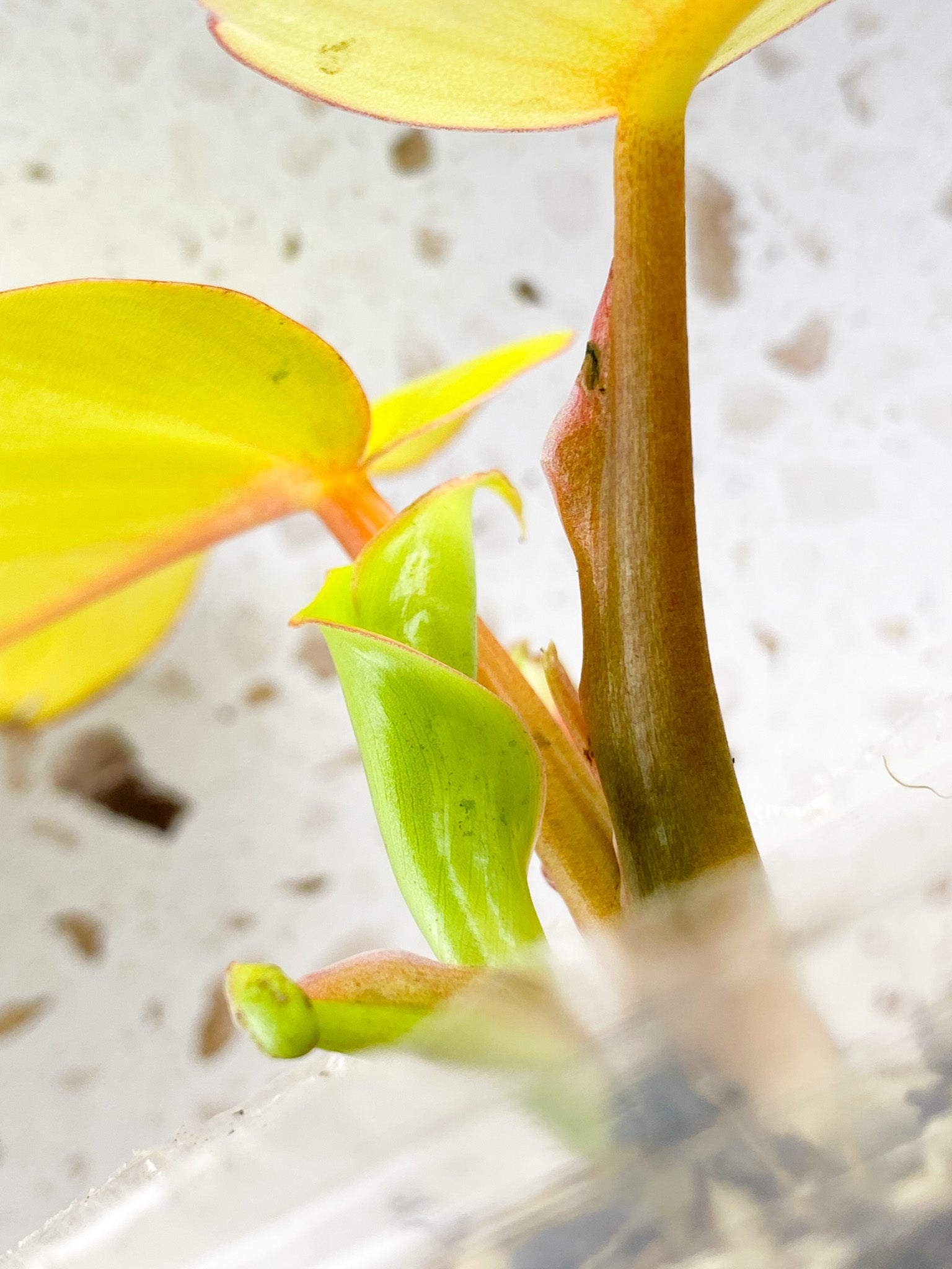 Philodendron Jungle Fever 2 leaf baby plant with new growth point unfurling