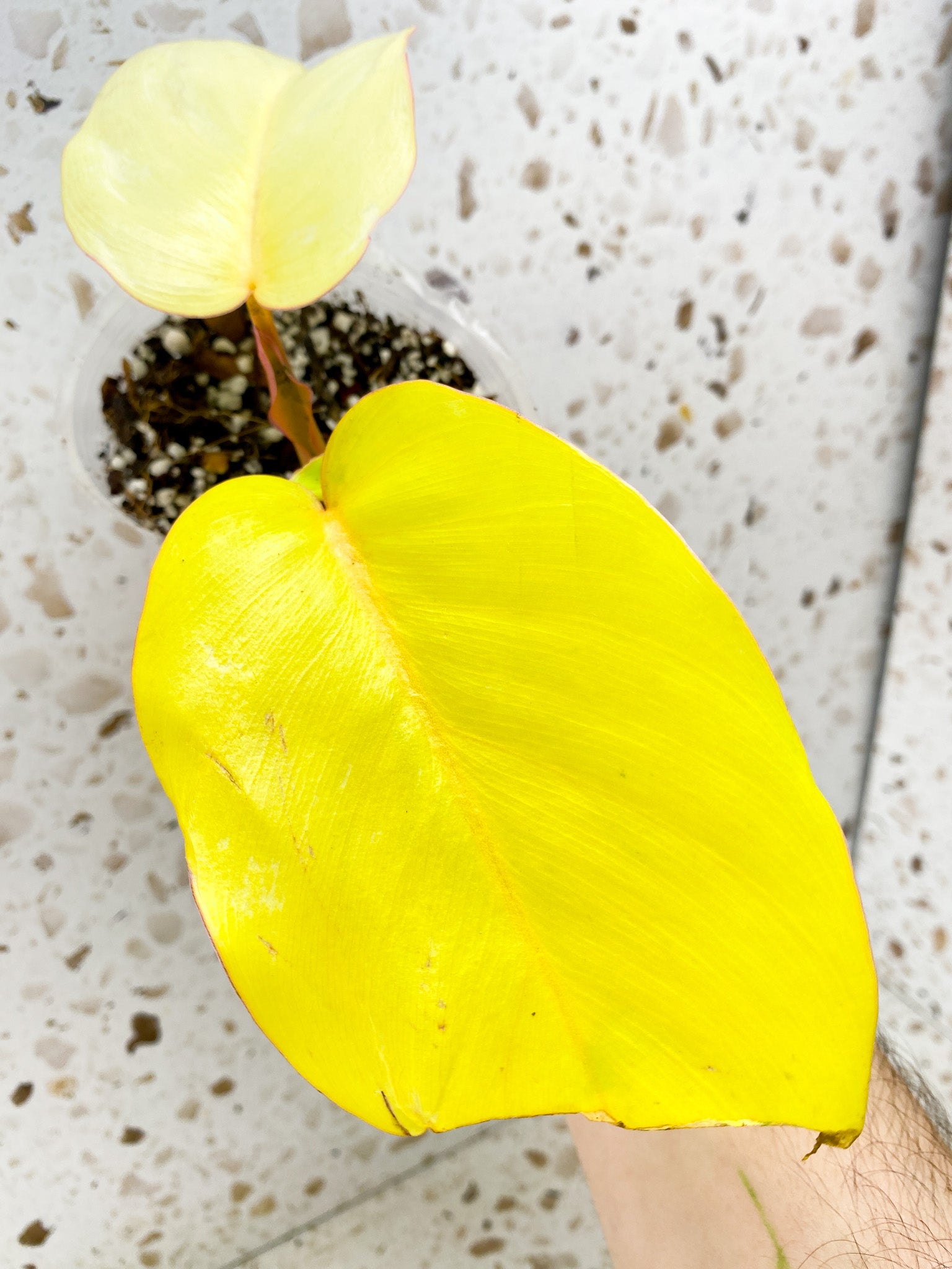 Philodendron Jungle Fever 2 leaf baby plant with new growth point unfurling