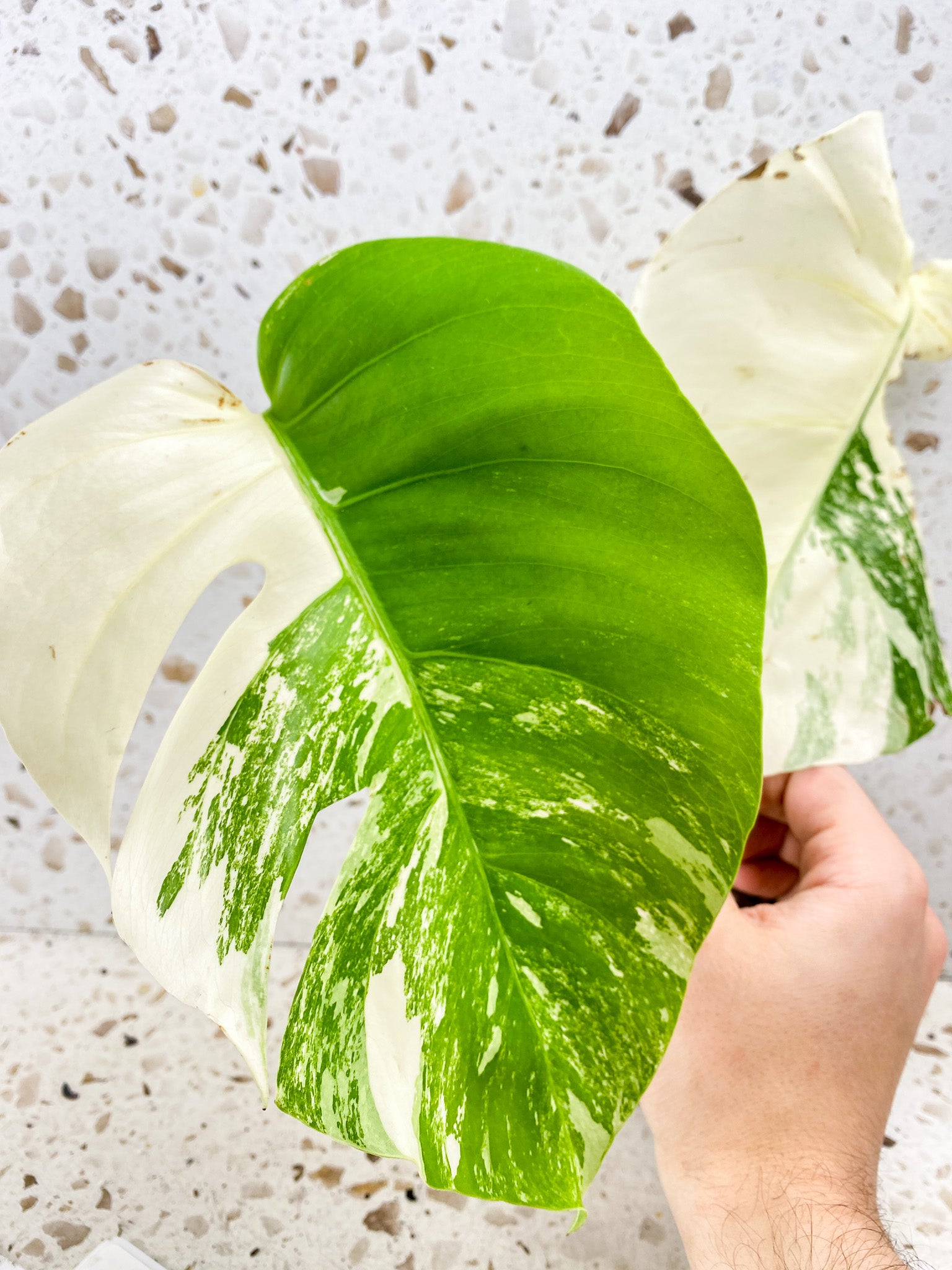 Monstera Albo White Tiger 2 leaf top cutting