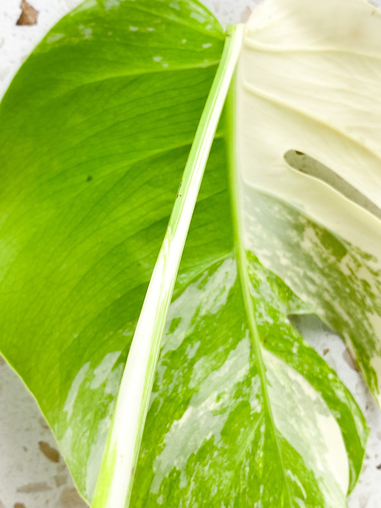 Monstera Albo White Tiger 2 leaf top cutting