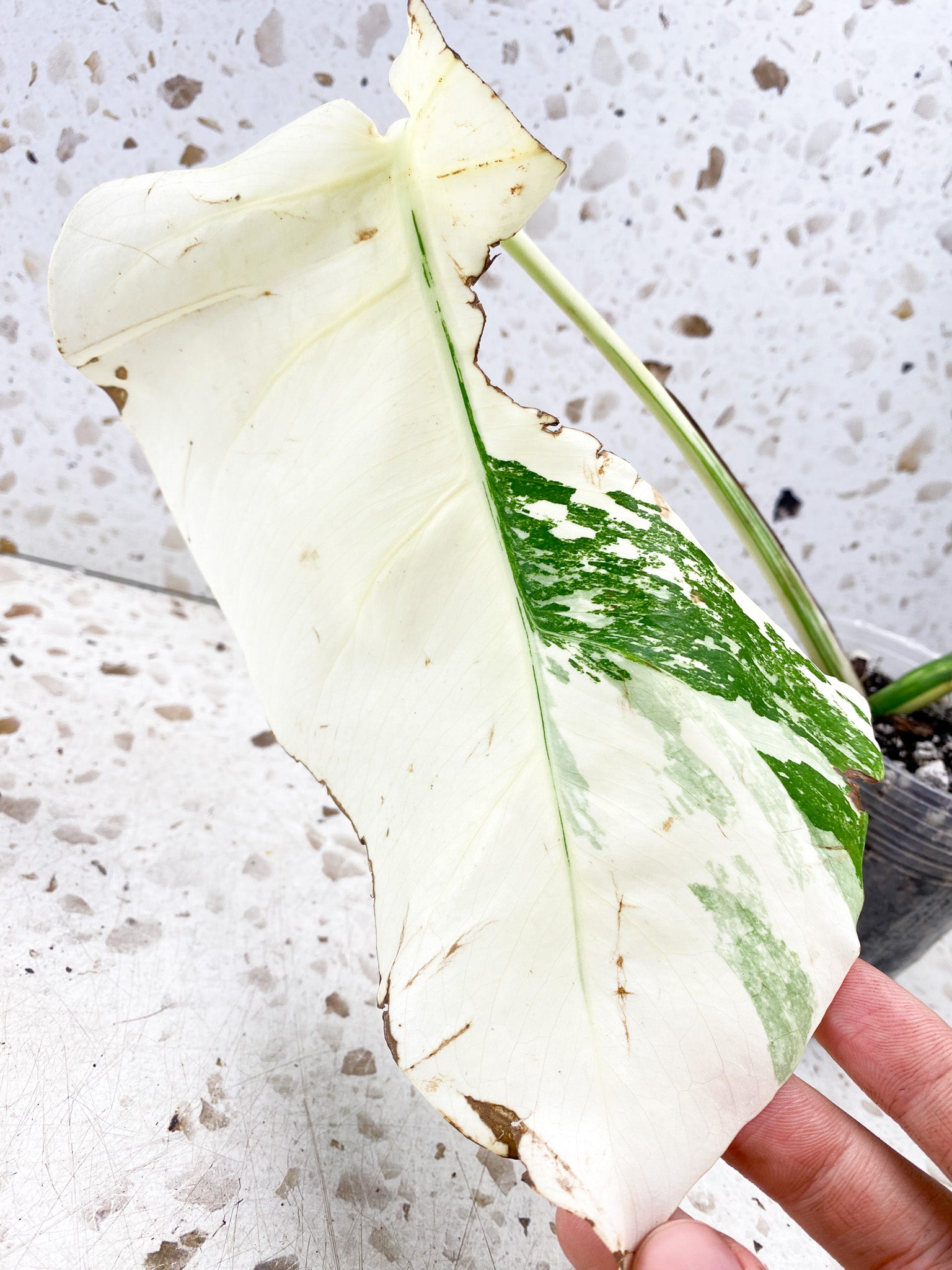 Monstera Albo White Tiger 2 leaf top cutting