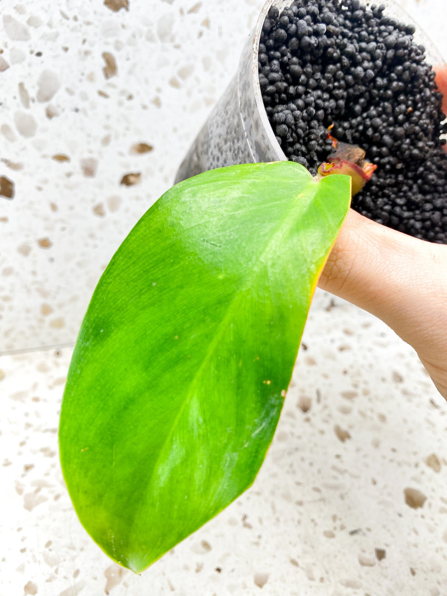 Philodendron Red Moon 1 leaf with sprout