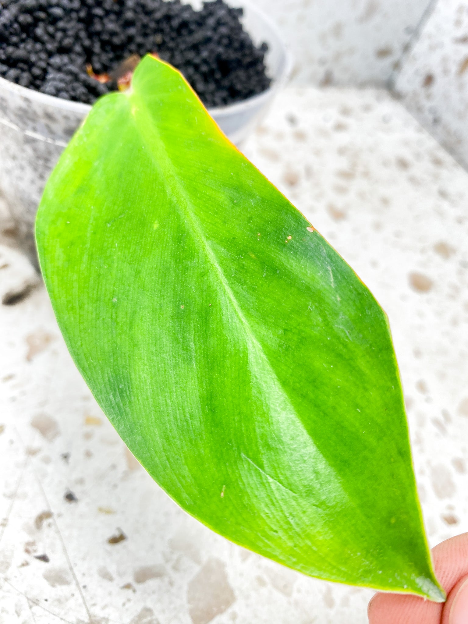 Philodendron Red Moon 1 leaf with sprout