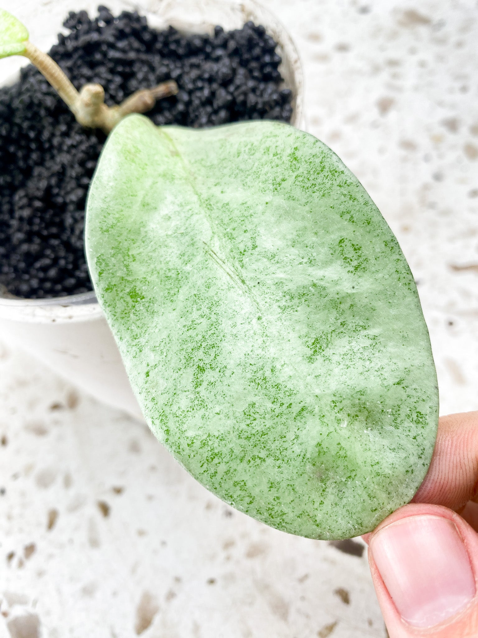 Hoya Nova Ghost 2 leaves