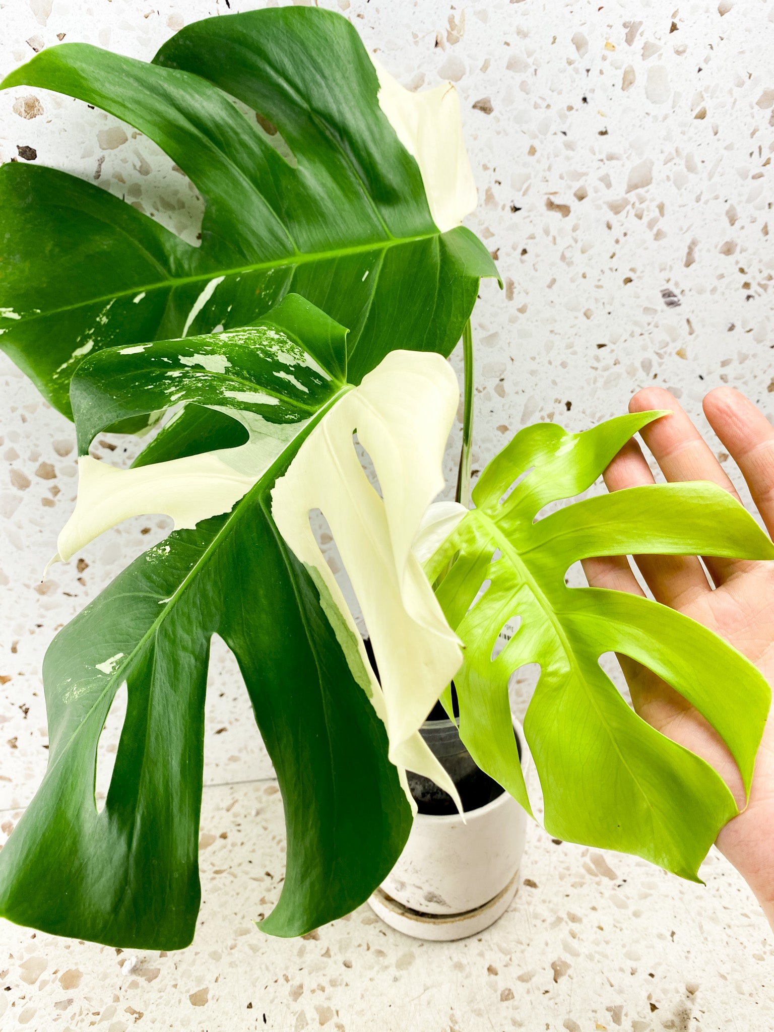 Monstera Albo White Tiger 3 leaf top cutting