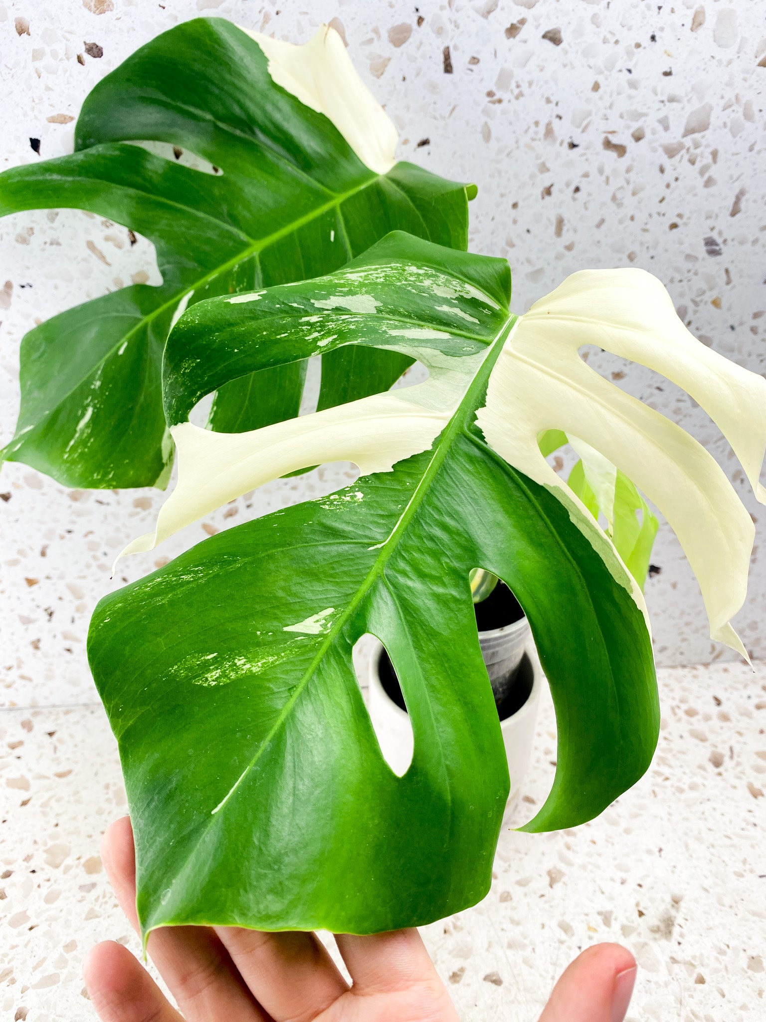 Monstera Albo White Tiger 3 leaf top cutting