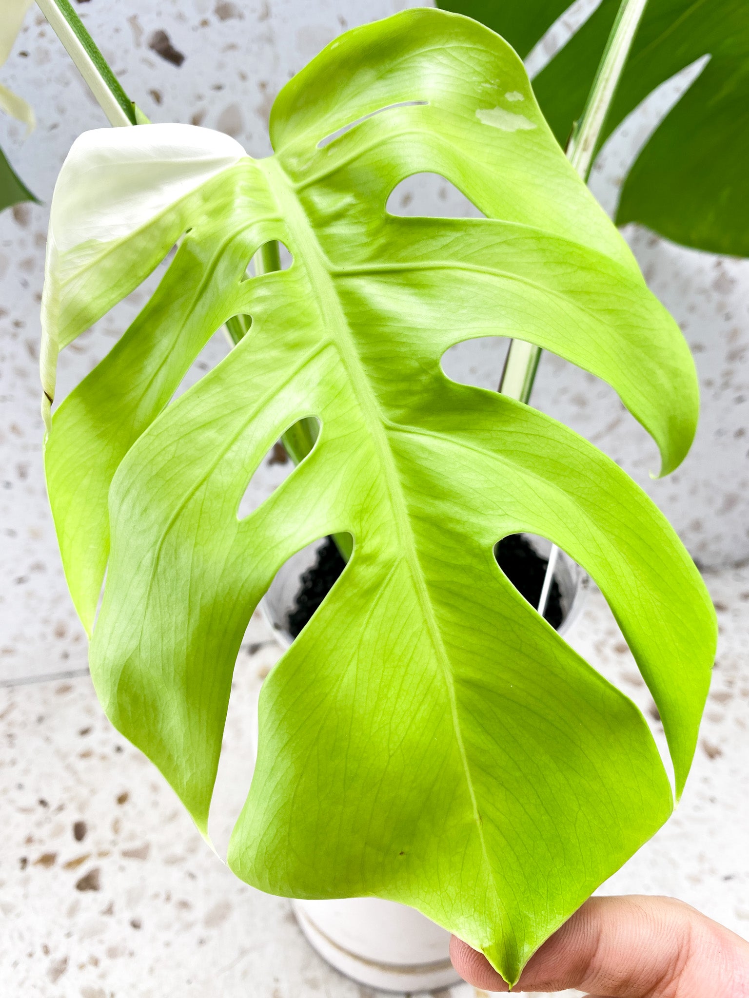 Monstera Albo White Tiger 3 leaf top cutting