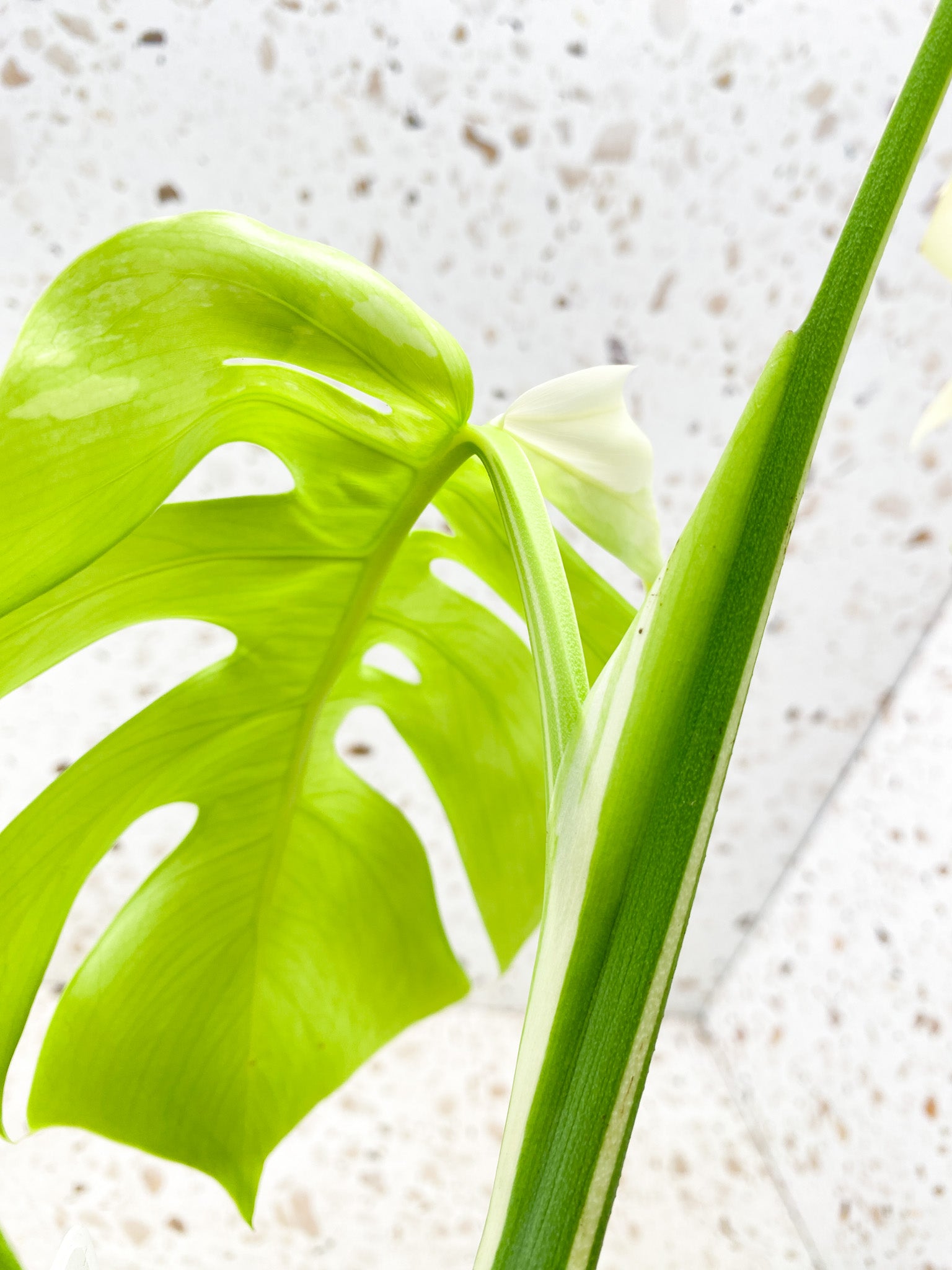 Monstera Albo White Tiger 3 leaf top cutting